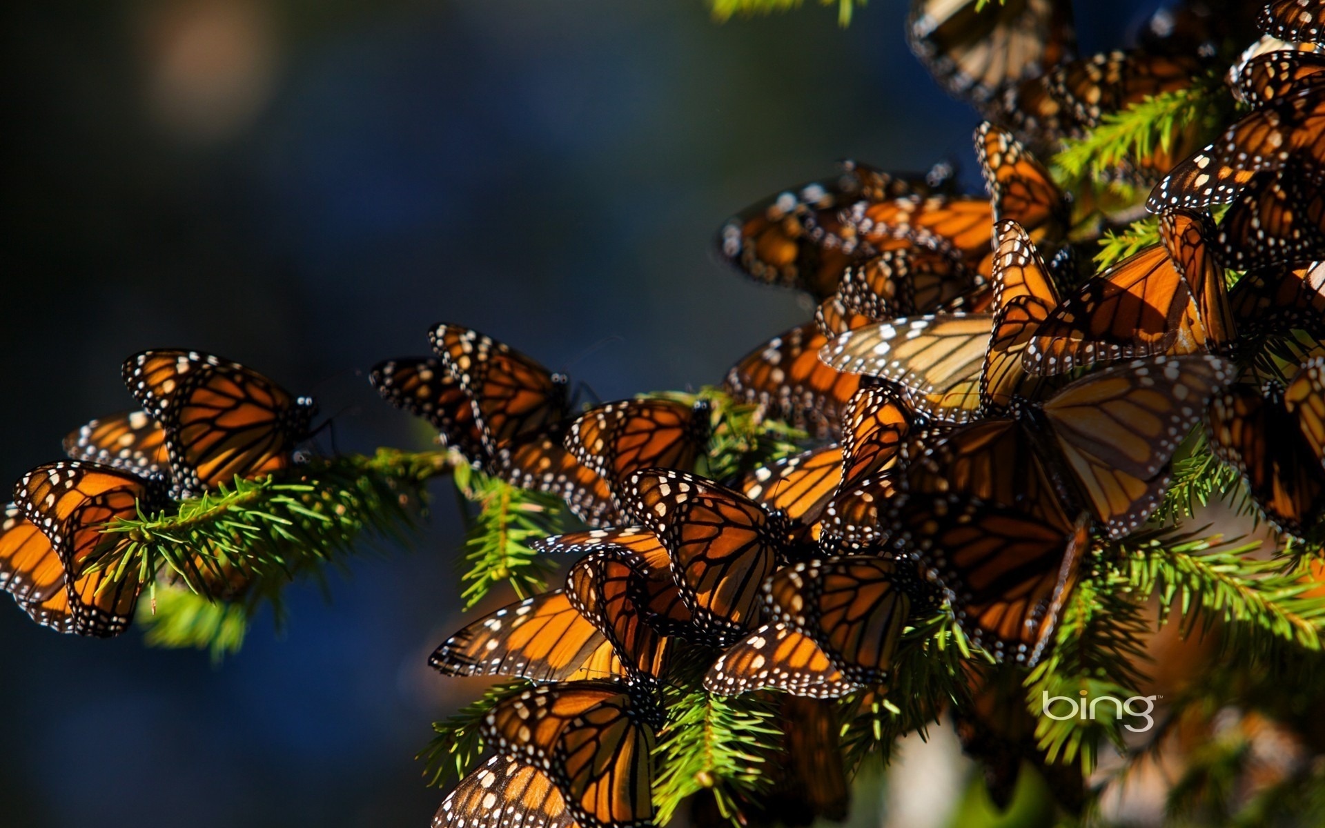 Обои на стол бабочки. Пихта Священная бабочка Монарх. Долина бабочек Родос. Биосферный заповедник бабочки Монарх. Много бабочек.