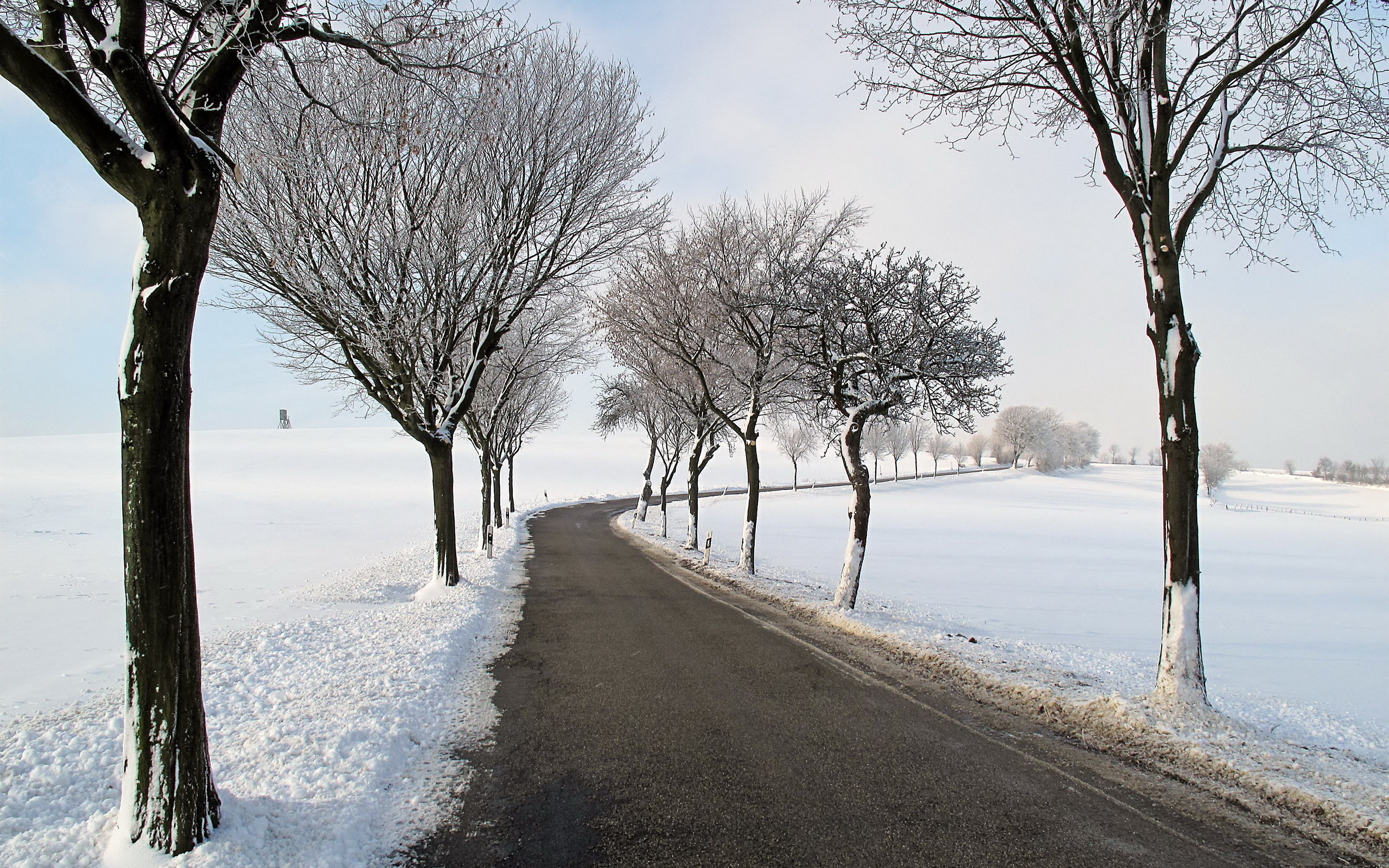 Дорога без снега. Зимняя дорога. Зимние деревья. Зимняя дорога в городе. Зимняя дорога деревья.