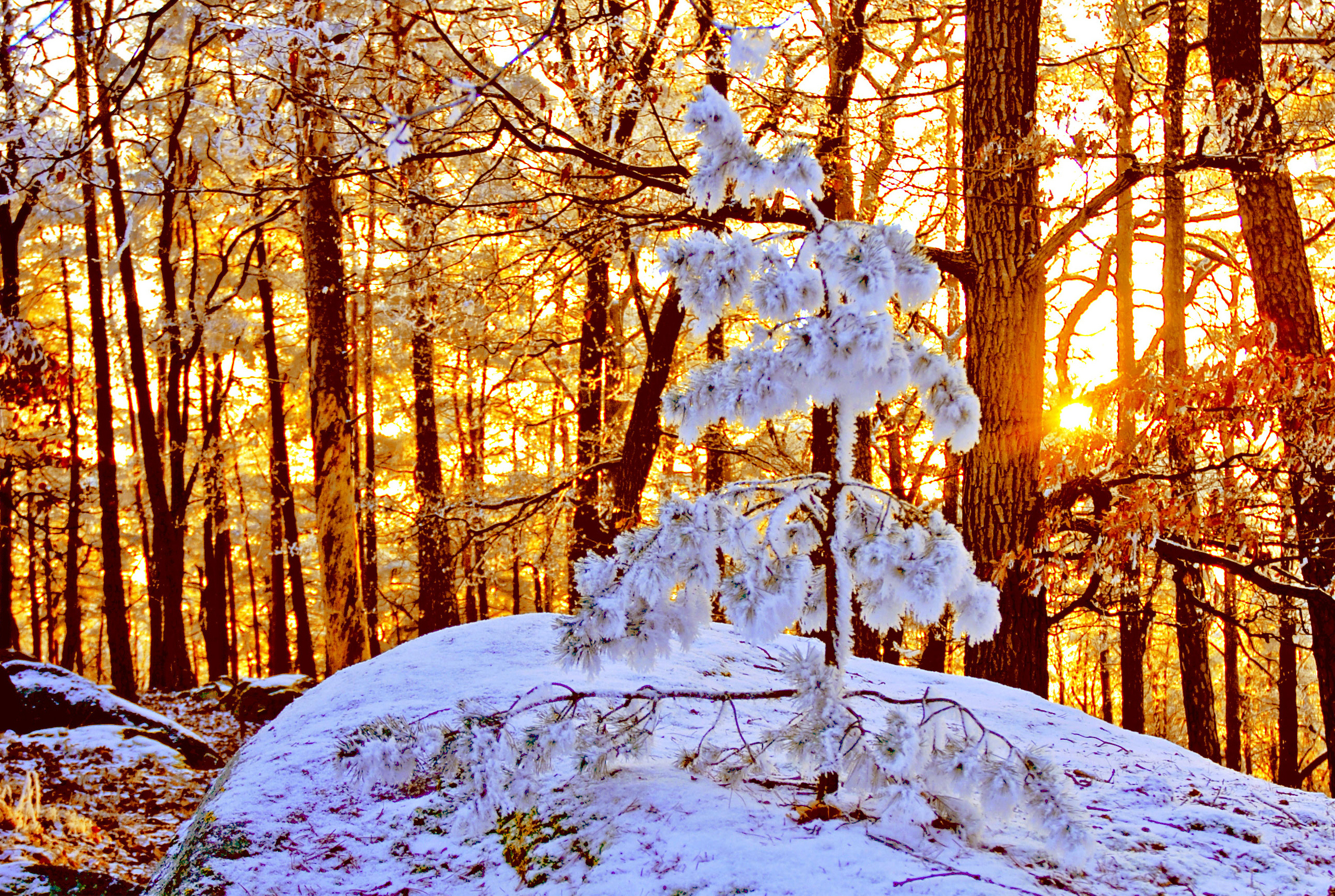 Солнце поднимается и лес озаряется ярко. Зима в лесу. Зима лес солнце. Солнечный зимний день. Ранняя зима.