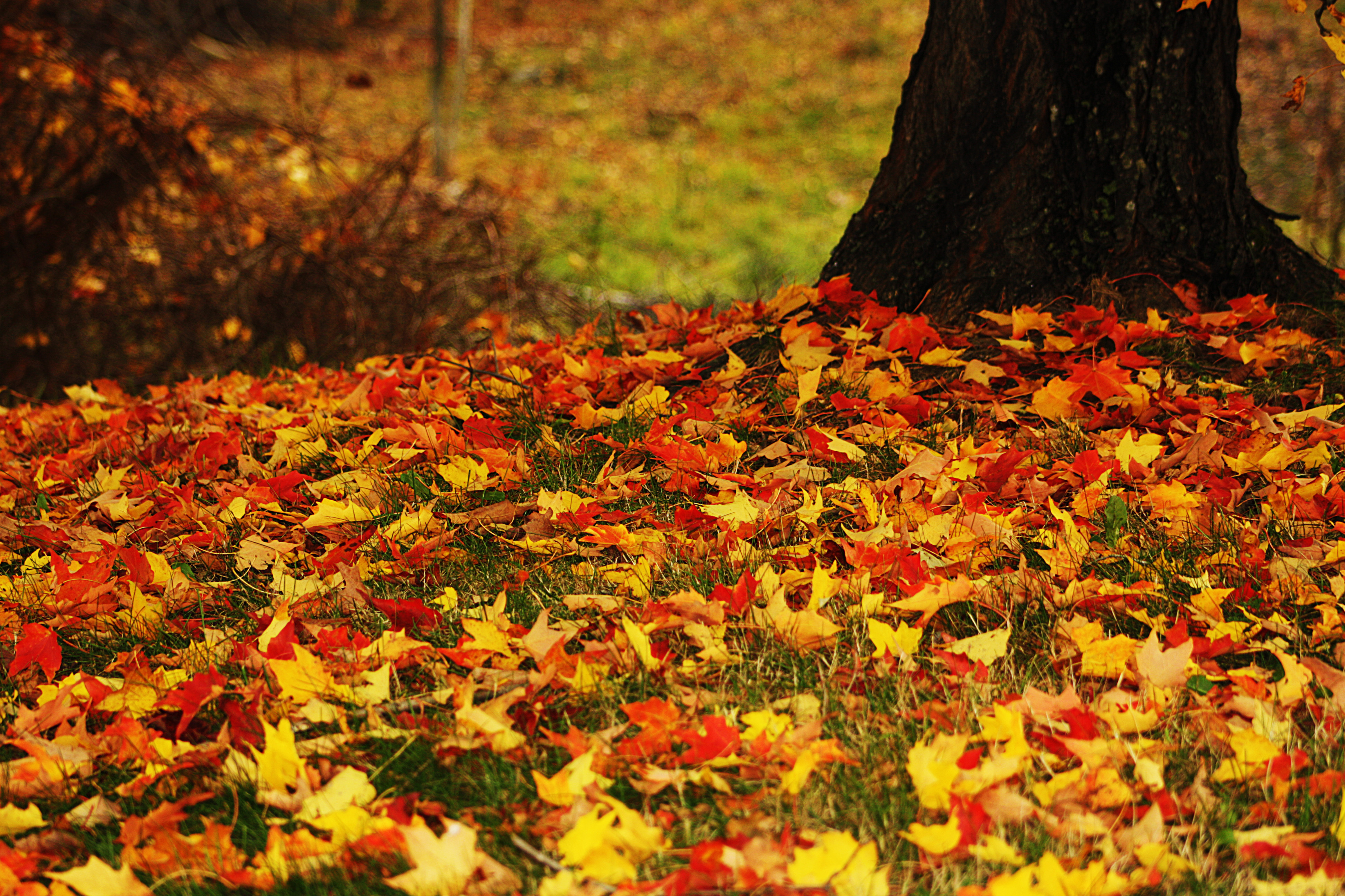 Опавшие листья терпеливо. Осенняя листва. Осенний листопад. Ковер из осенних листьев. Осень листья.