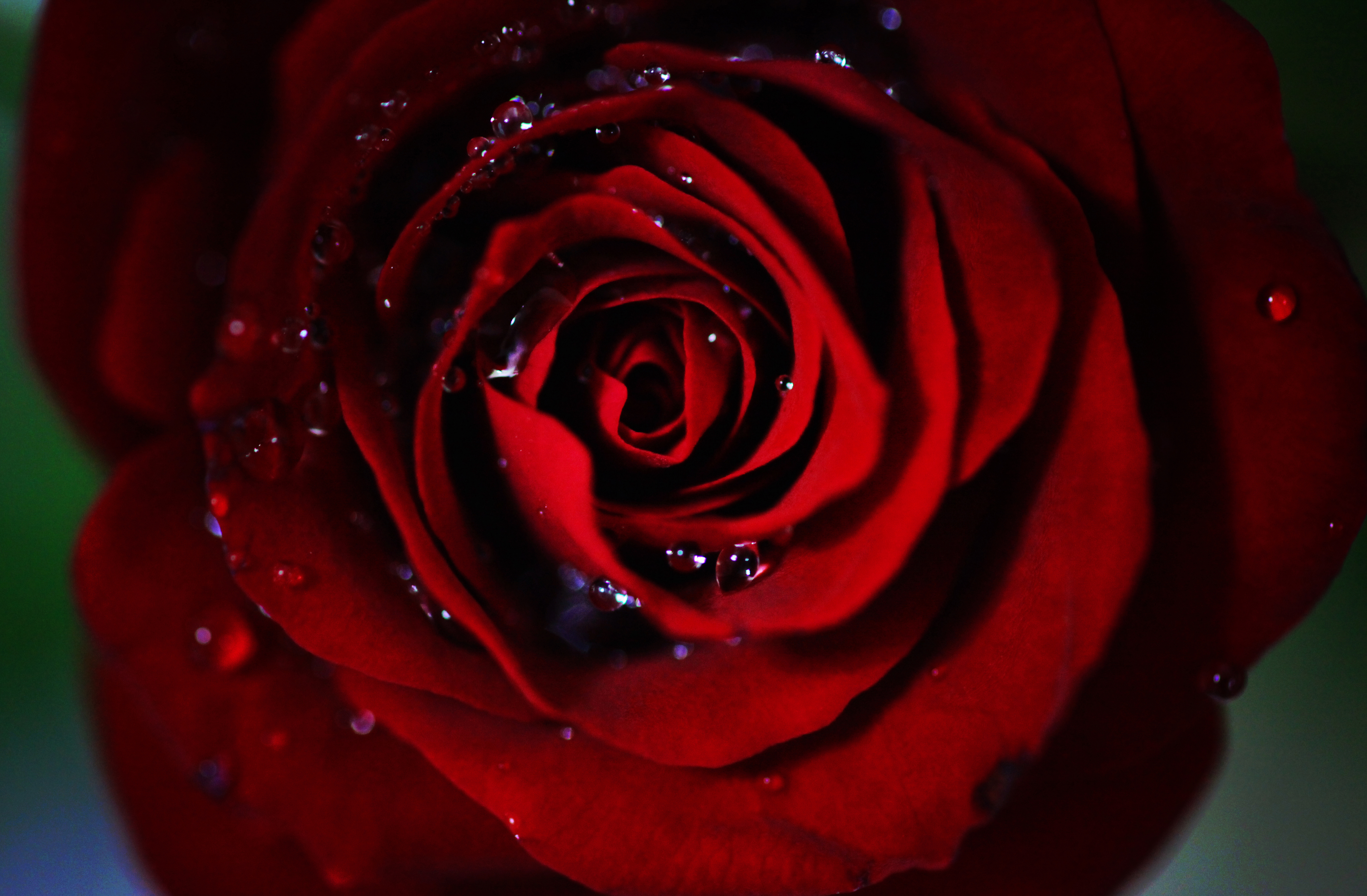 Темно алые розы а на душе. Розы ред дарк. Красивые красные розы. Темно бордовые розы.