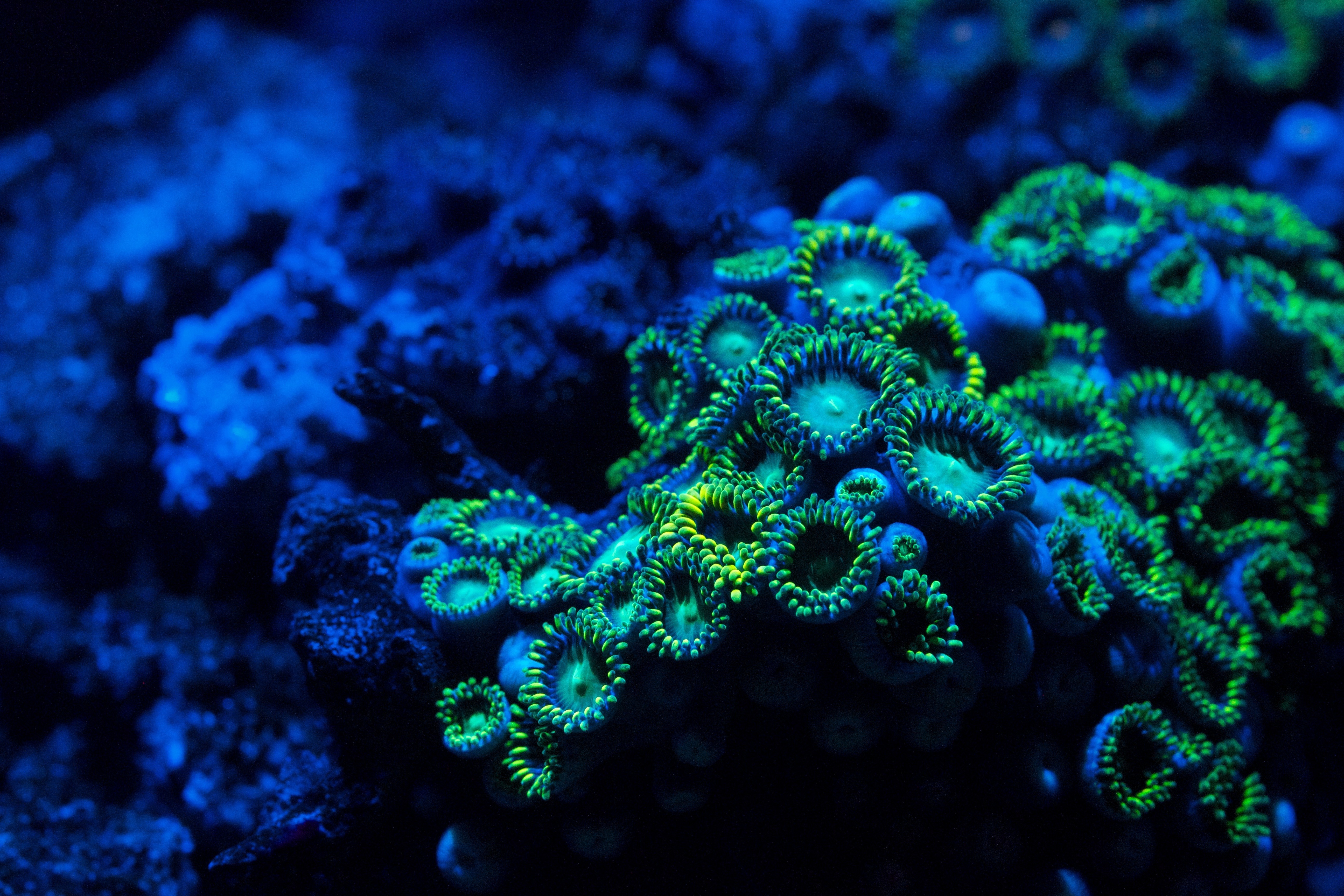Underwater coral. Шестилучевые кораллы. Коралловые полипы голубой коралл. Кораллы биолюминесценция. Коралл шестилучевые кораллы.