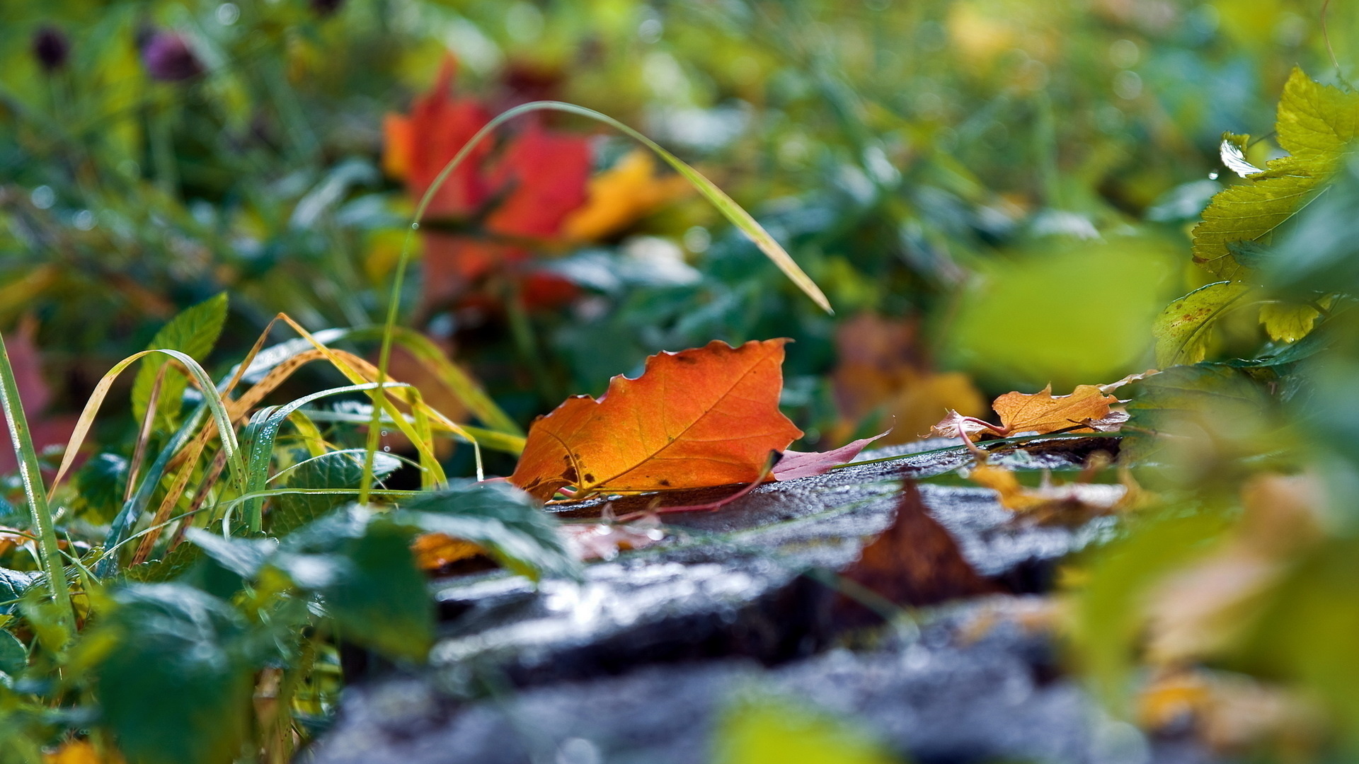Осень какая трава. Осенняя листва. Осенние обои. Красивая осень. Природа листья.