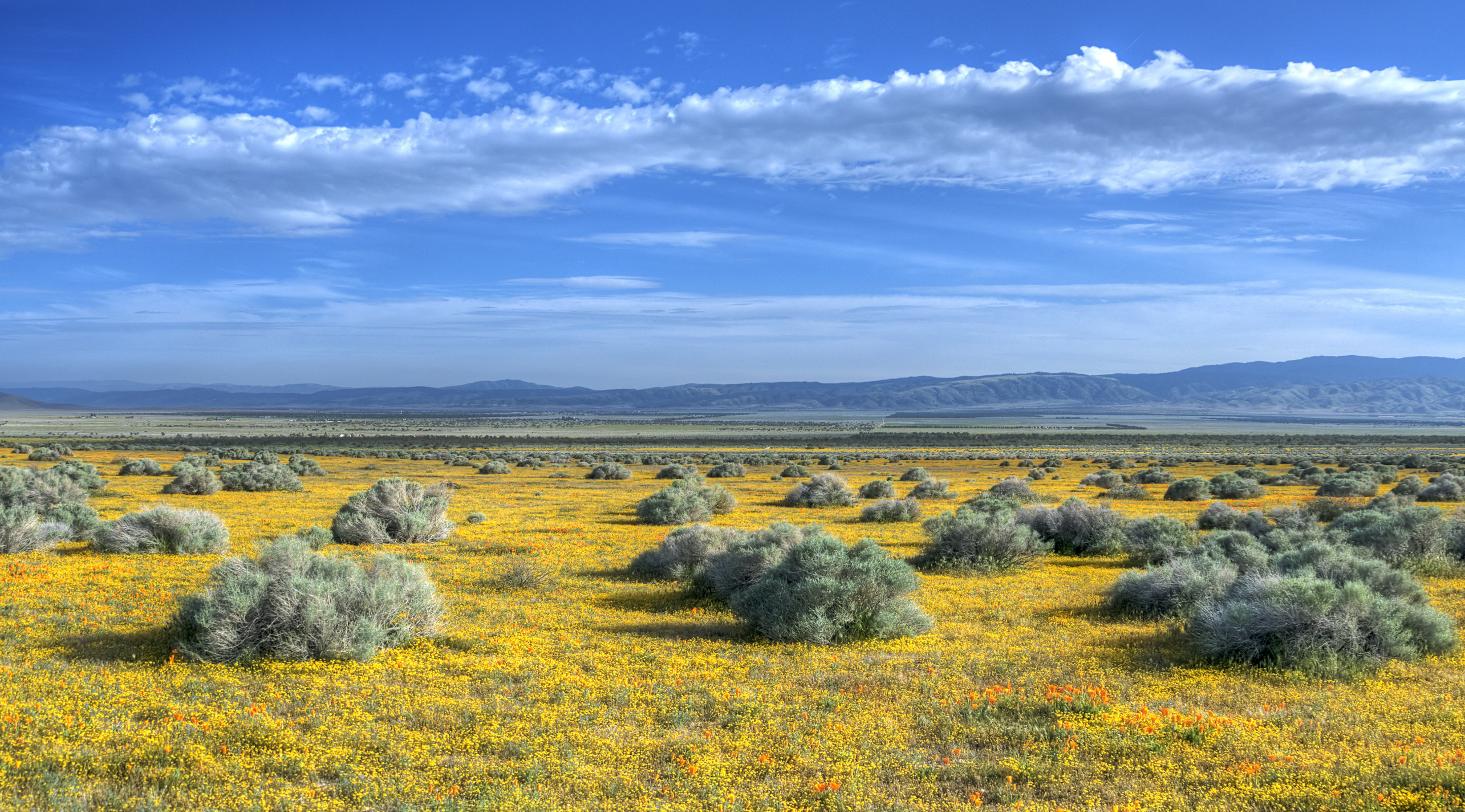 Самые известные равнины. Тундра степь степь. Тундра Безлесная равнина. Экорегион казахская степь. Тундра и степь.