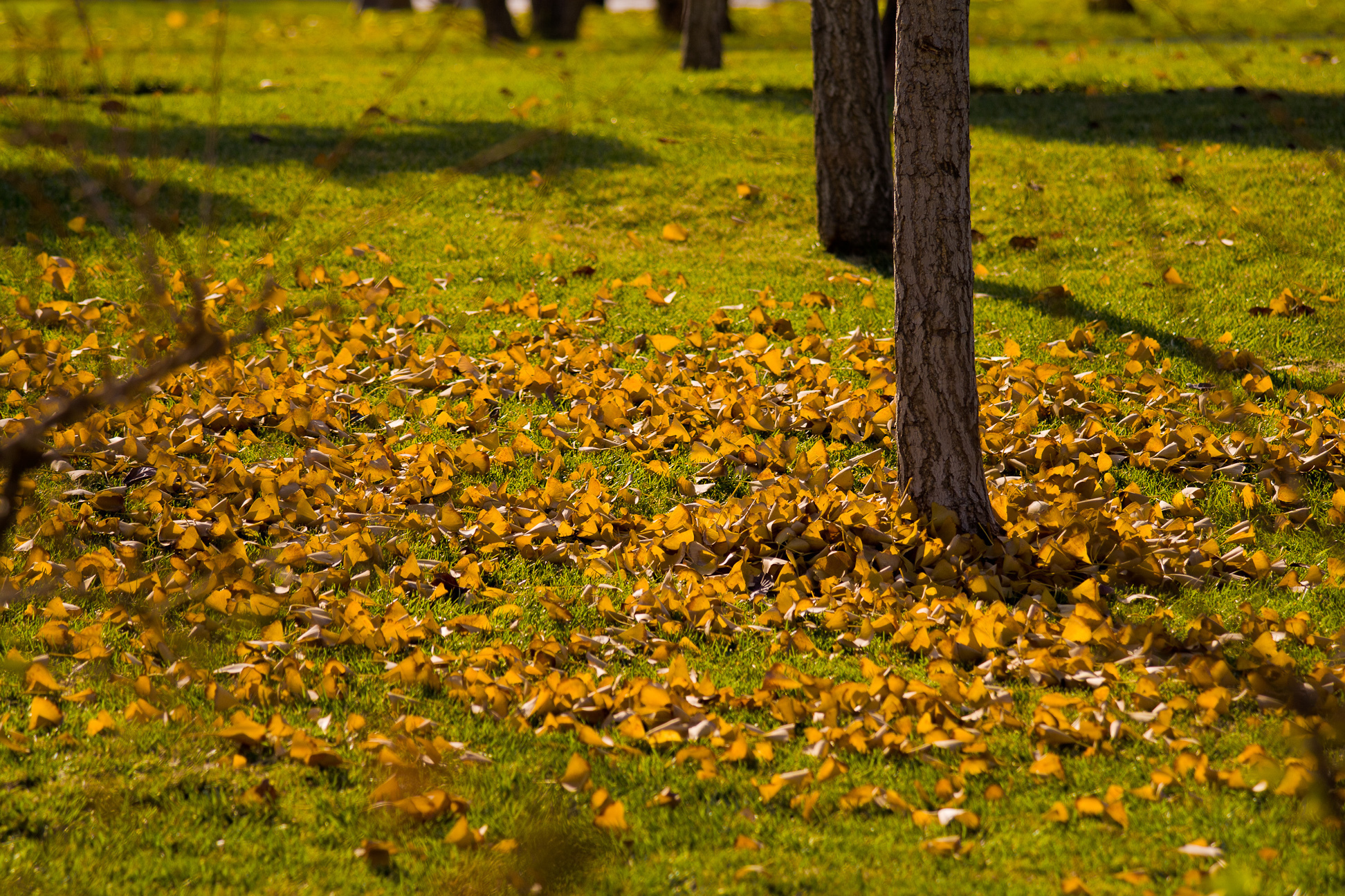 В парк пришла осень. Осенняя Поляна. Осенний газон. Осенняя трава. Осенняя Поляна в лесу.