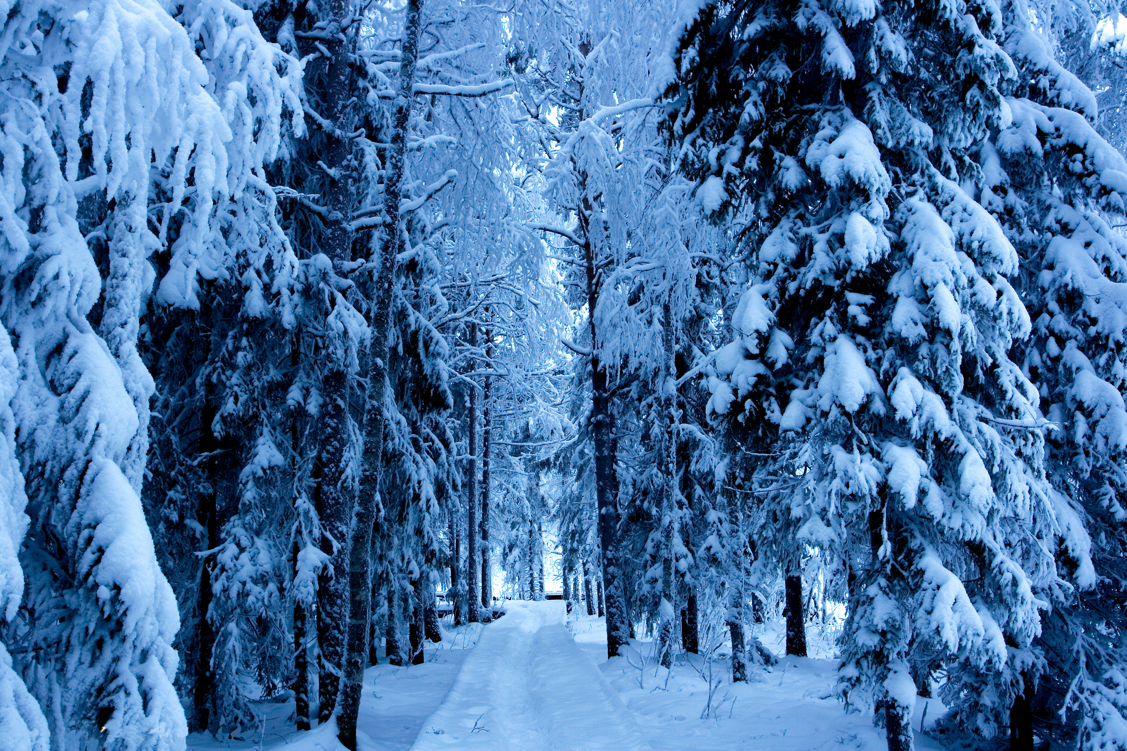 Winter forest. Зимний лес. Зимой в лесу. Снежный лес. Лес в снегу.