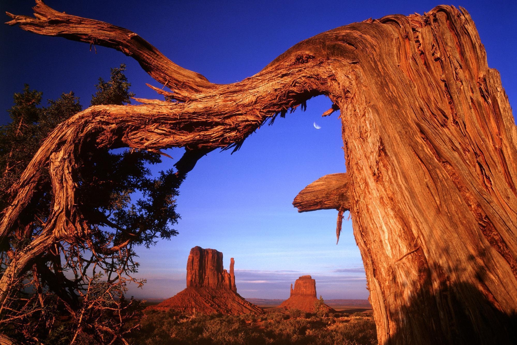 Формы природы. Причудливые картинки. Чудеса. Причудливые корни дерева на скале. Деревья Аризоны.