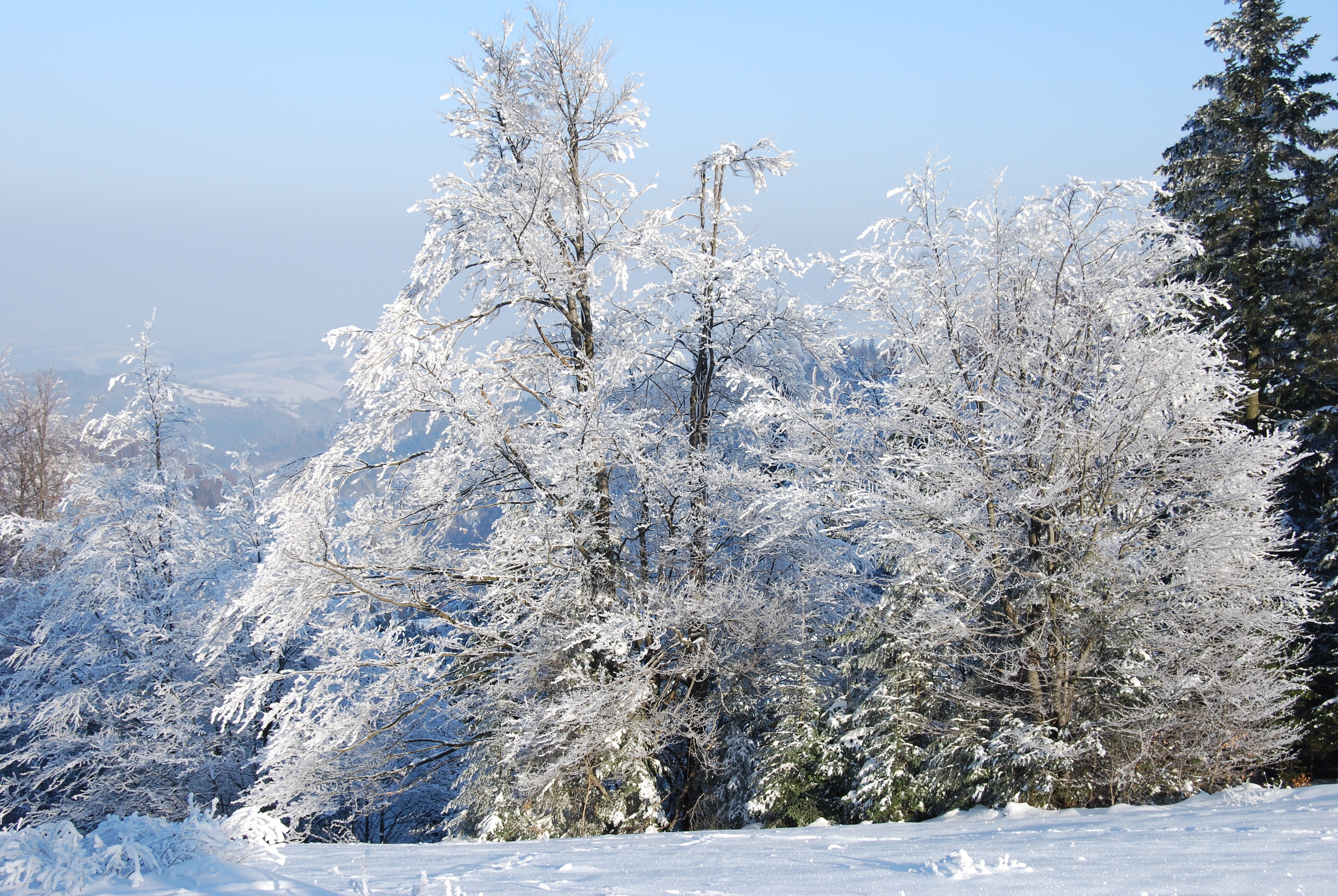 Is winter beautiful. Зимнее дерево. Деревья в снегу. Зимняя природа. Заснеженные деревья.