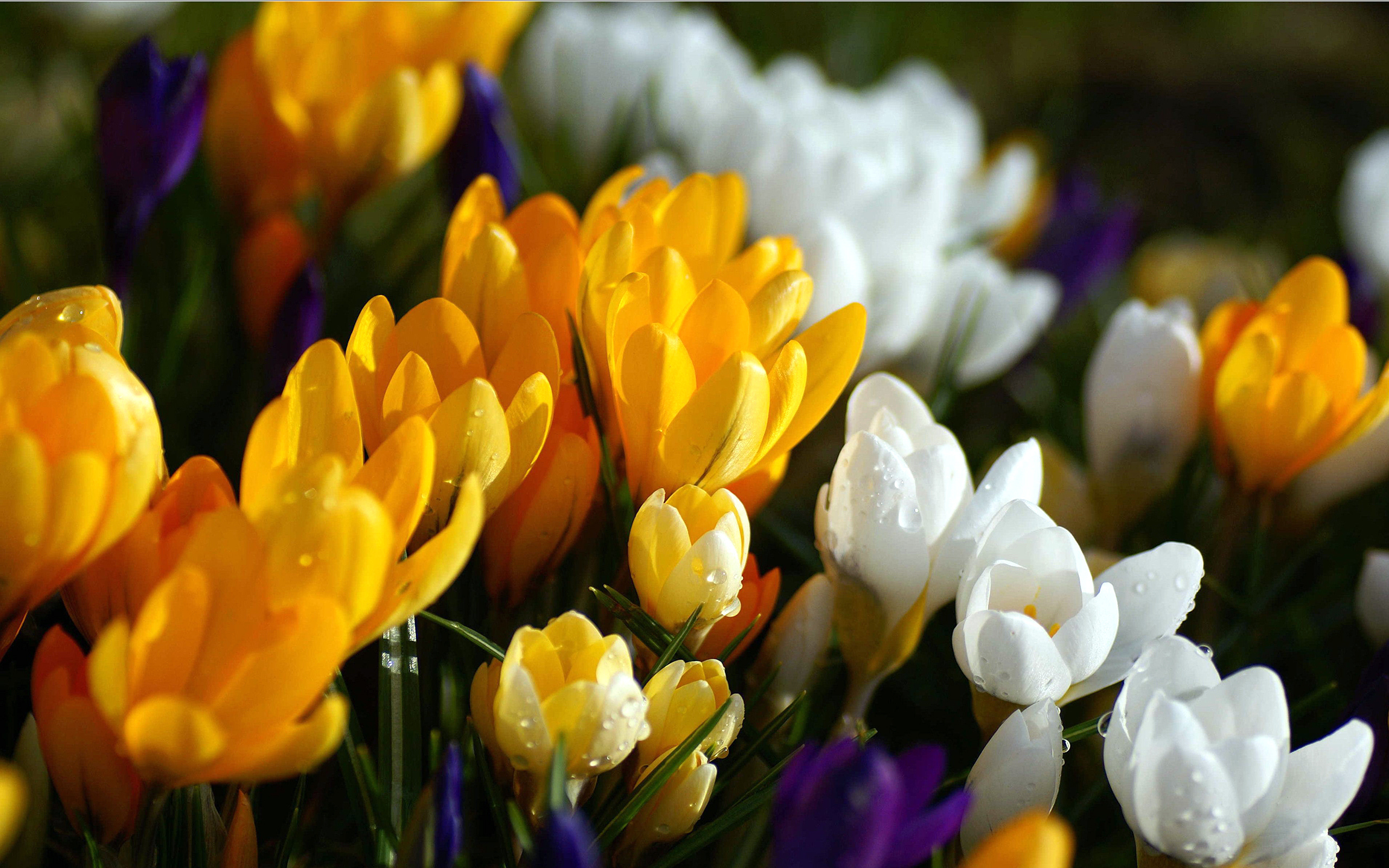 Мартовские цветы красивые. Весенние цветы. Яркие цветы. Яркие весенние цветы. Разные цветы.