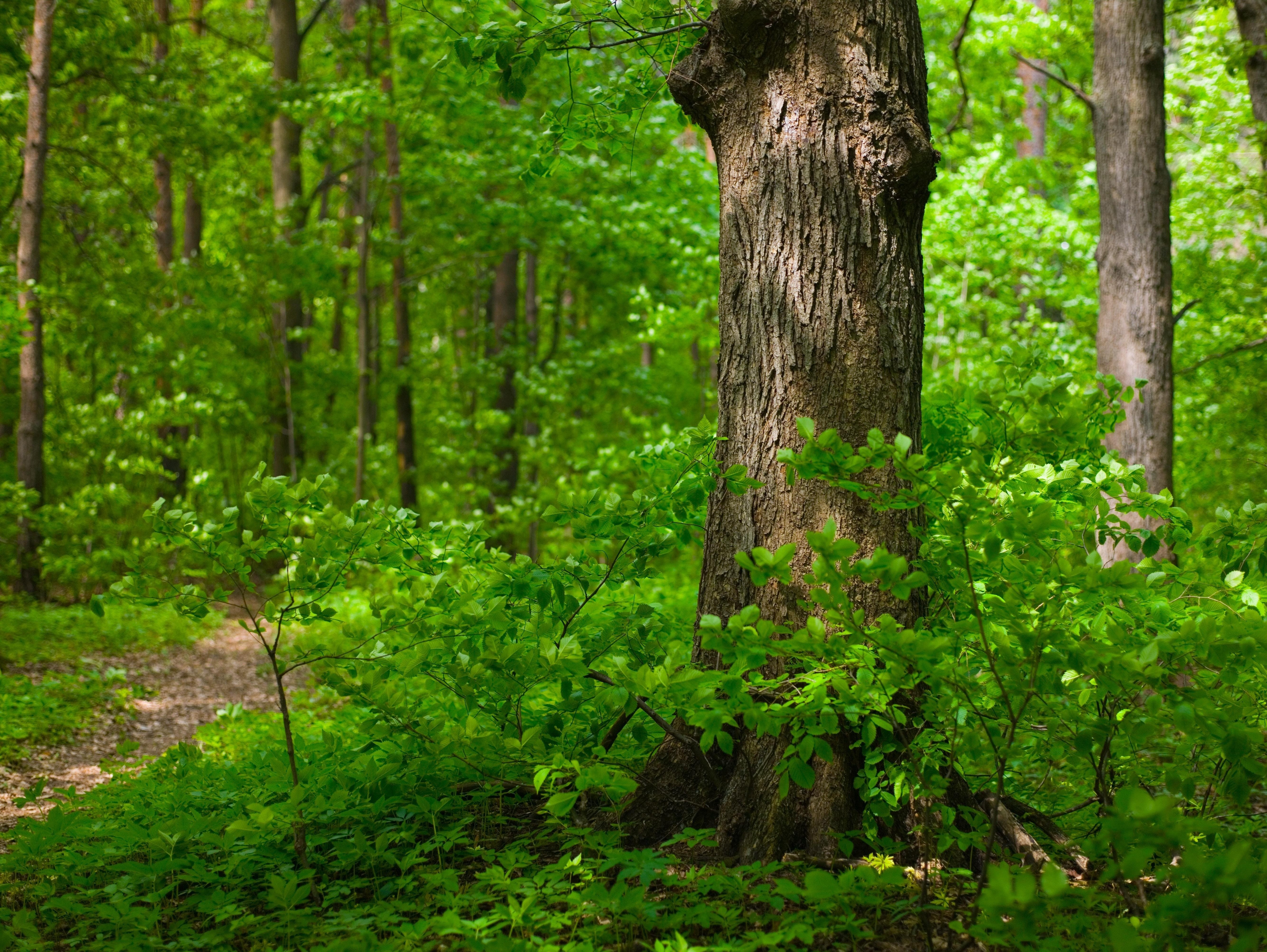 Лес летом план. Широколиственный лес тропа. Широколиственный лес Дубрава. Дуб широколиственный лес. Беловежская пуща деревья.