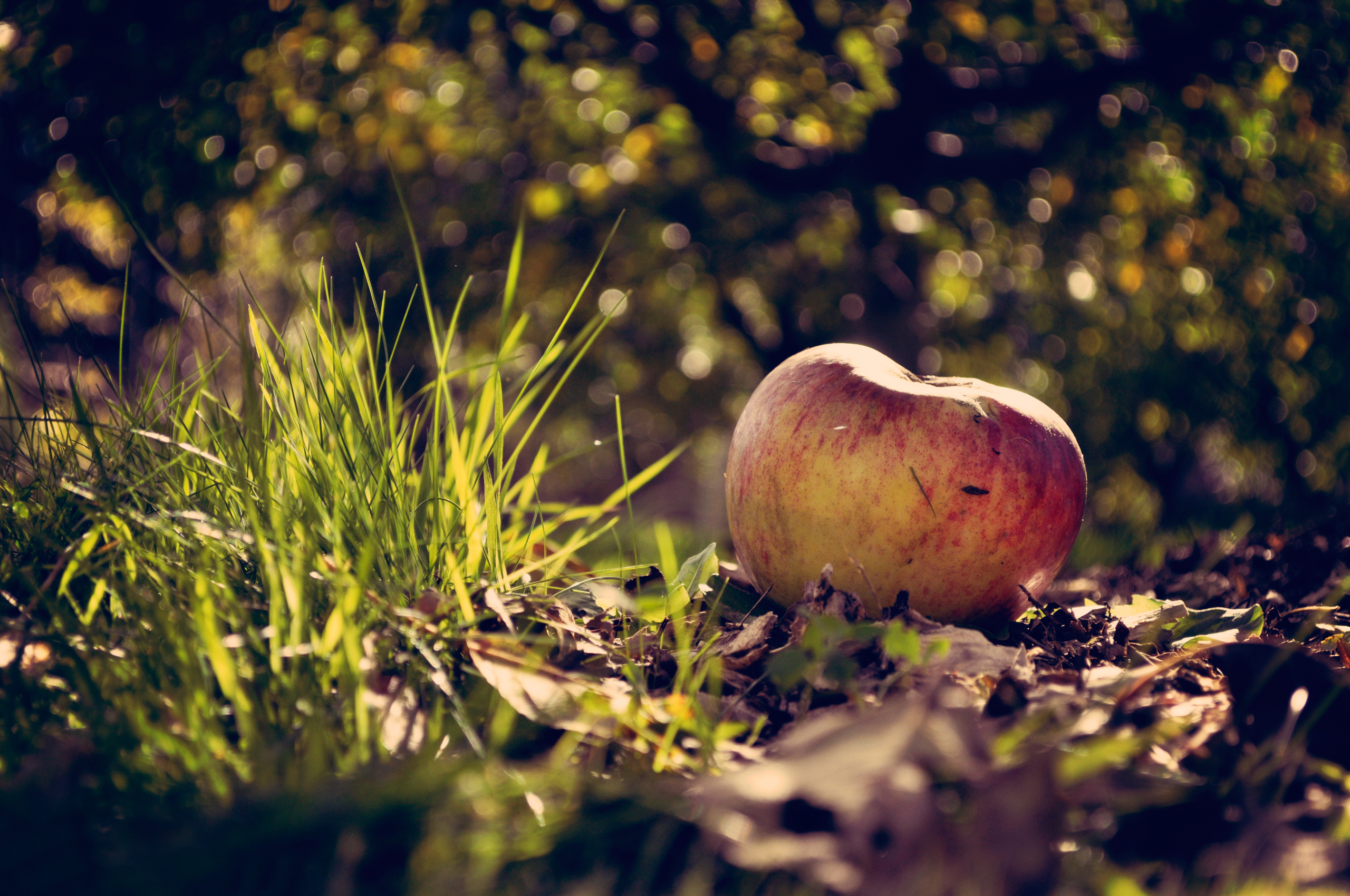 Какое яблоко в земле растет. Яблоки на земле. Яблоки на траве. Осенние яблоки. Яблоки в лесу.
