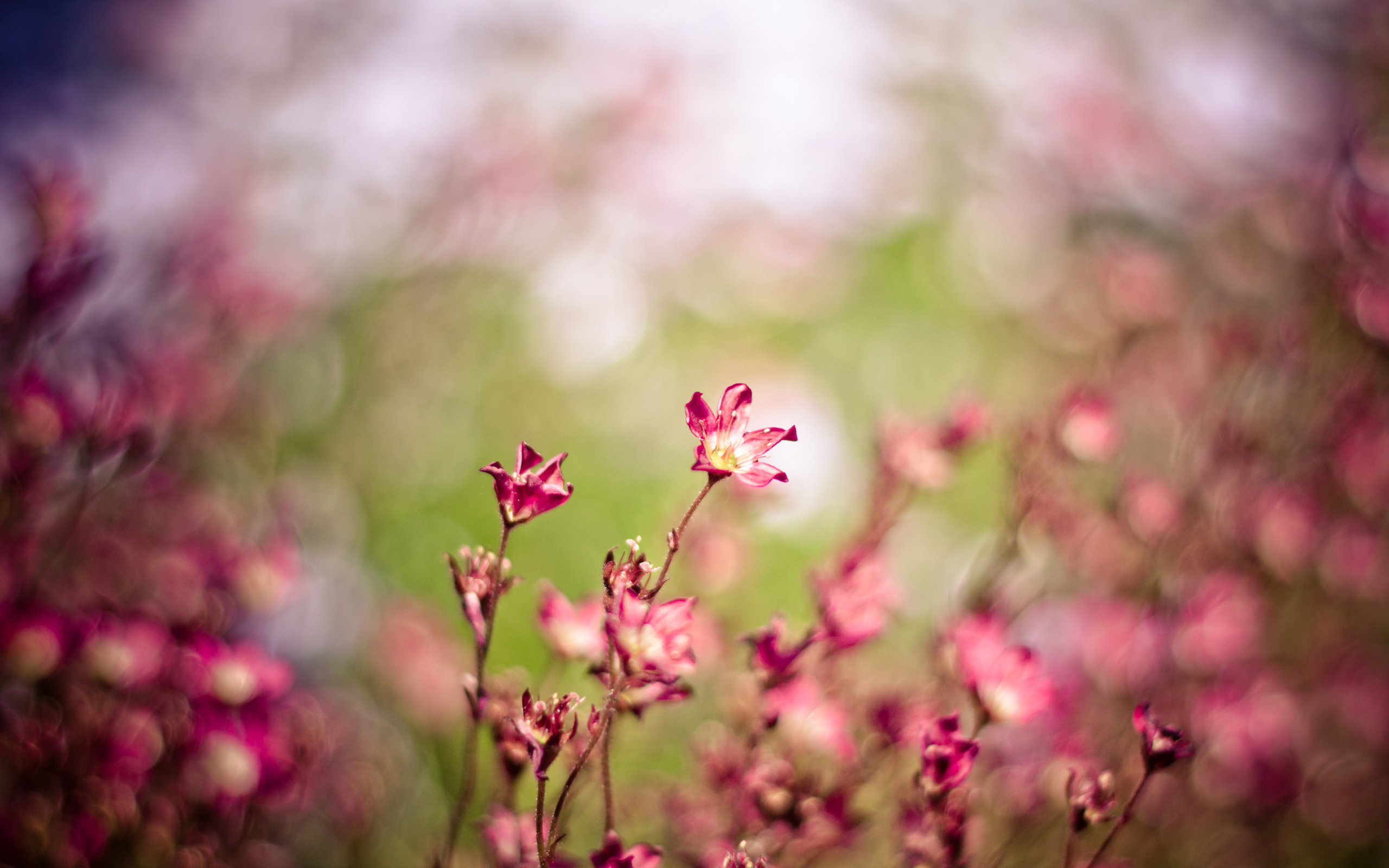 Природа размыто. Красивый весенний фон. Цветы Макросъемка. Цветочный фон. Мелкие розовые цветочки.