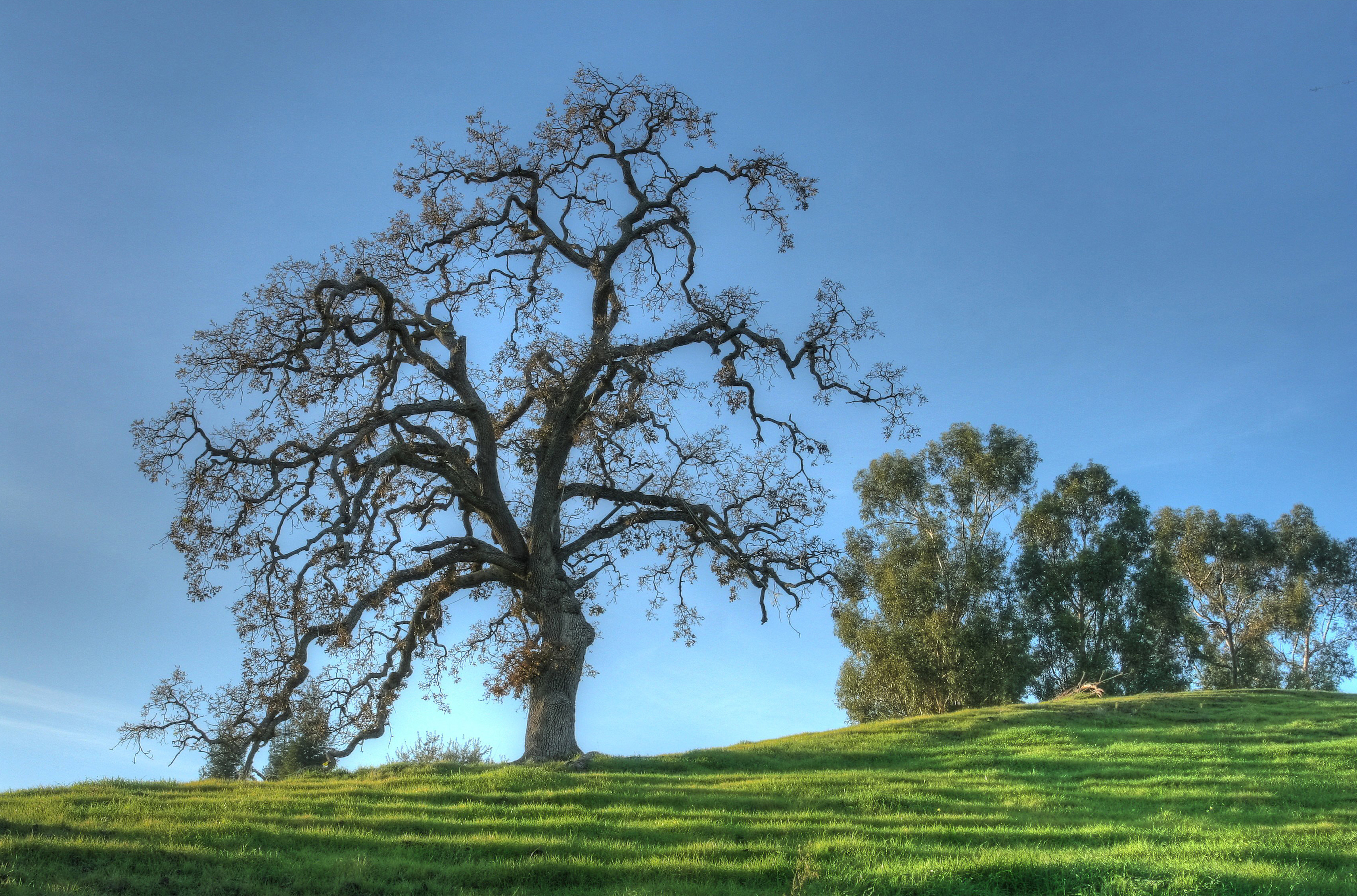 Бесплатные картинки дерево. Oak Moka дерево. Кряжистый дуб. Красивое дерево.