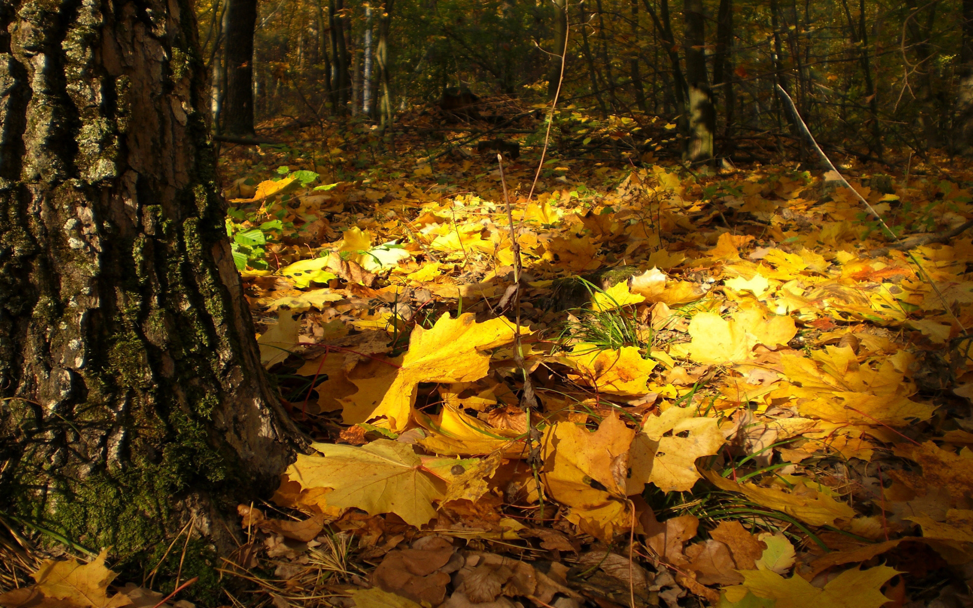 Скинуть листву. Осенний лес. Лес листья. Осенние листья в лесу. Опавшие листья в лесу.