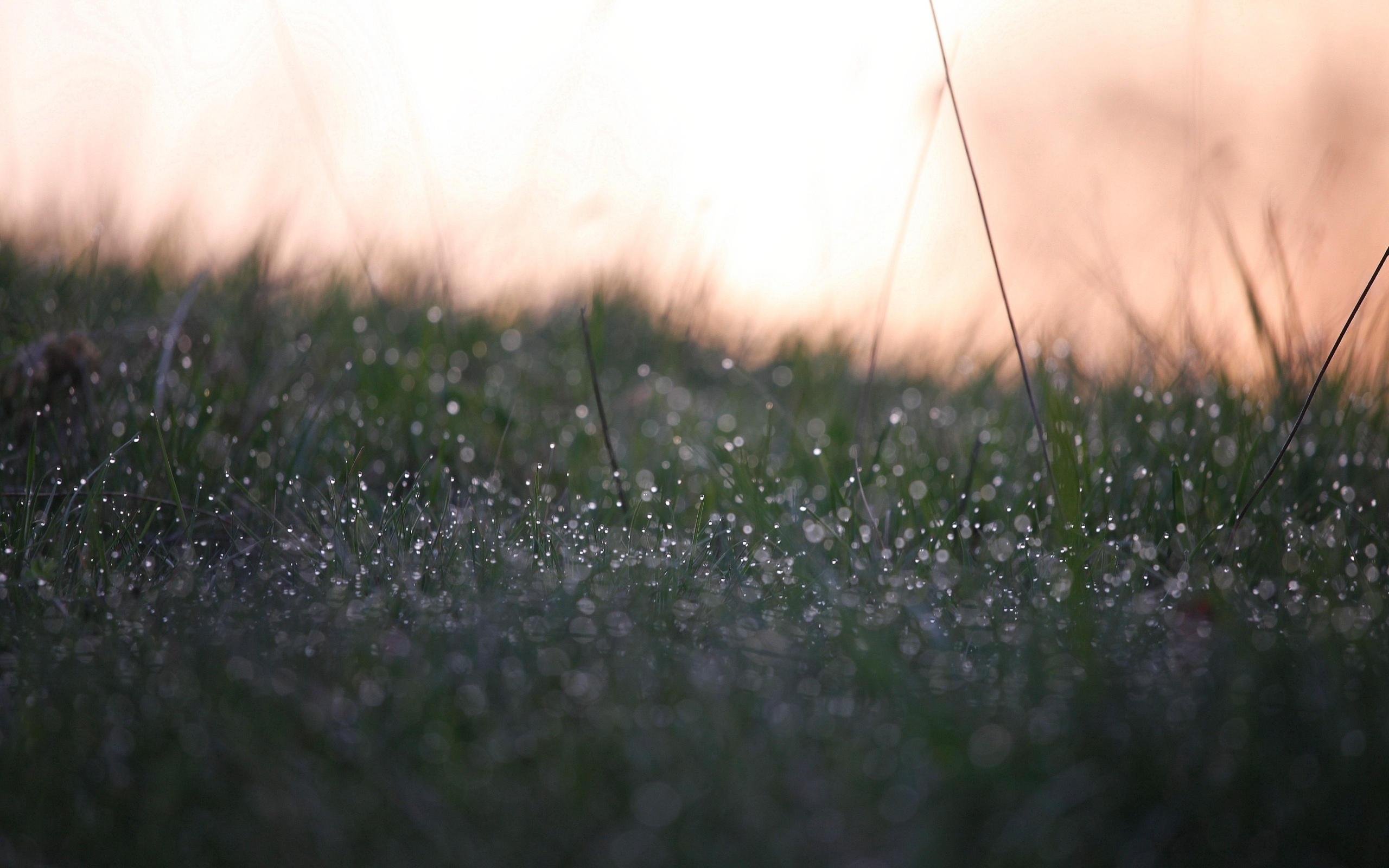 Утренняя роса небеса. Поле после дождя. Дождь в поле. Летний дождь. Природа дождь.