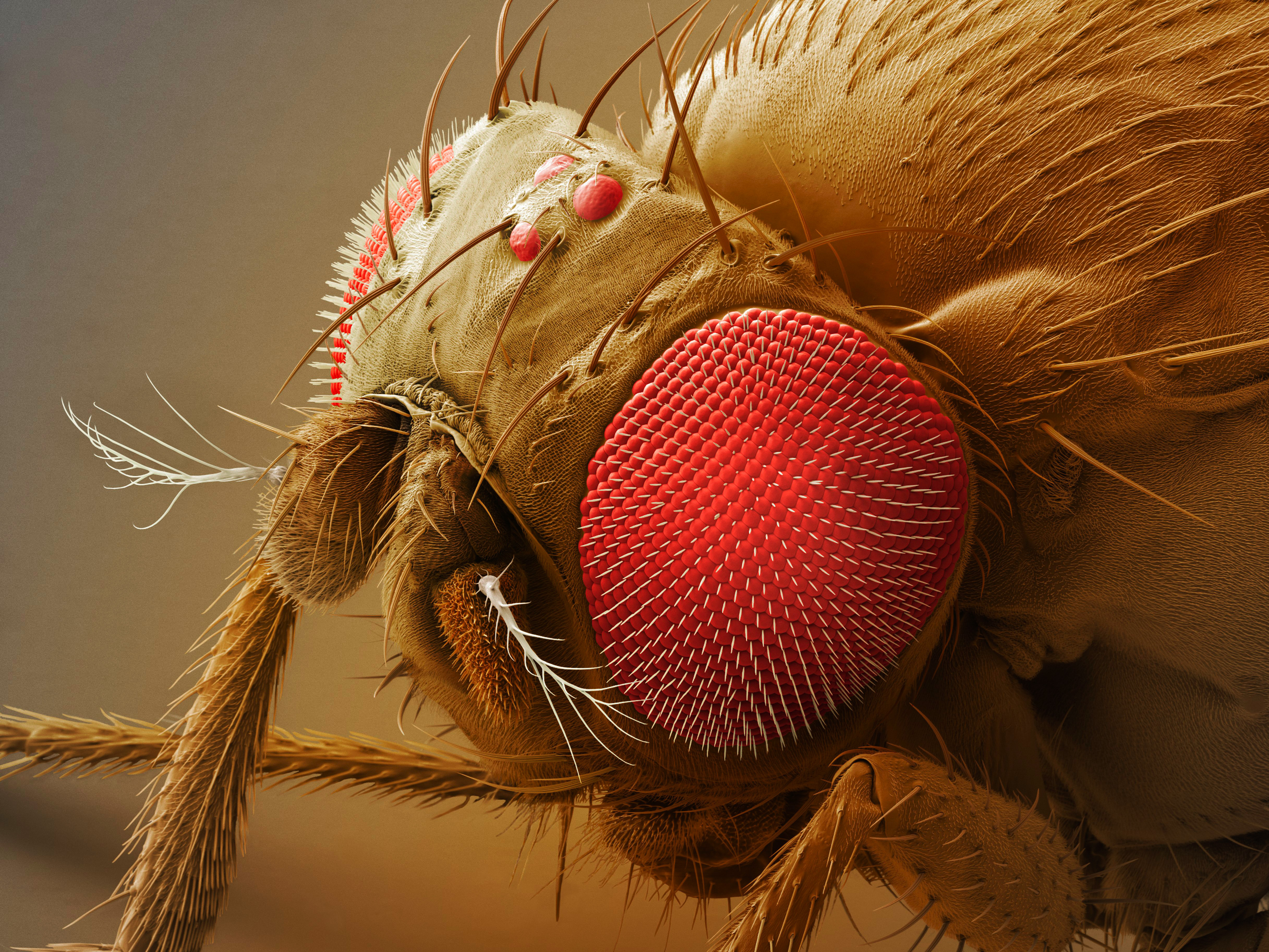 Звук жужжания мухи. Мошка гнус под микроскопом. Хоботок комара под микроскопом. Муха дрозофила под микроскопом. Муха дрозофила голова.