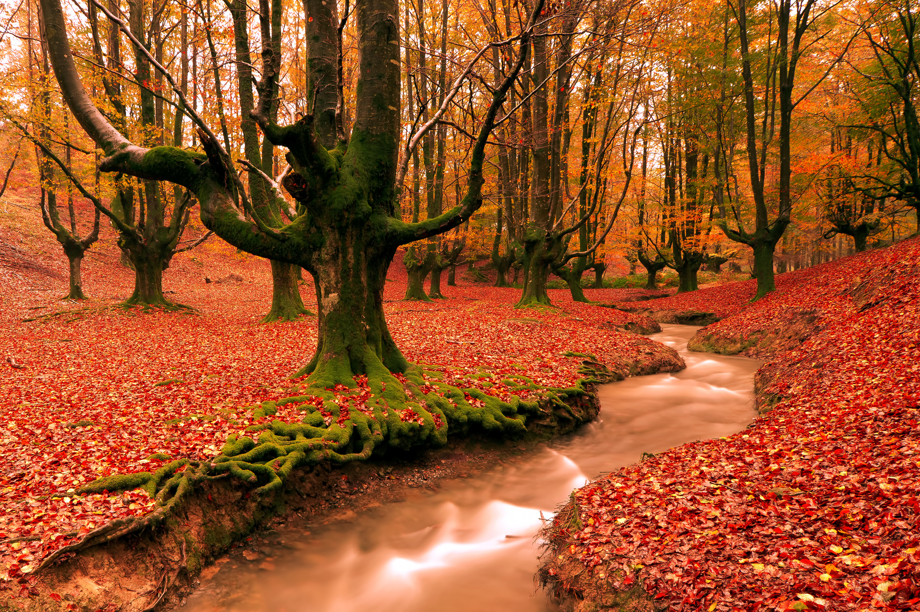 Картинки осени на рабочий. Осенний лес. Красивая осень. Осень в лесу. Осенние обои.