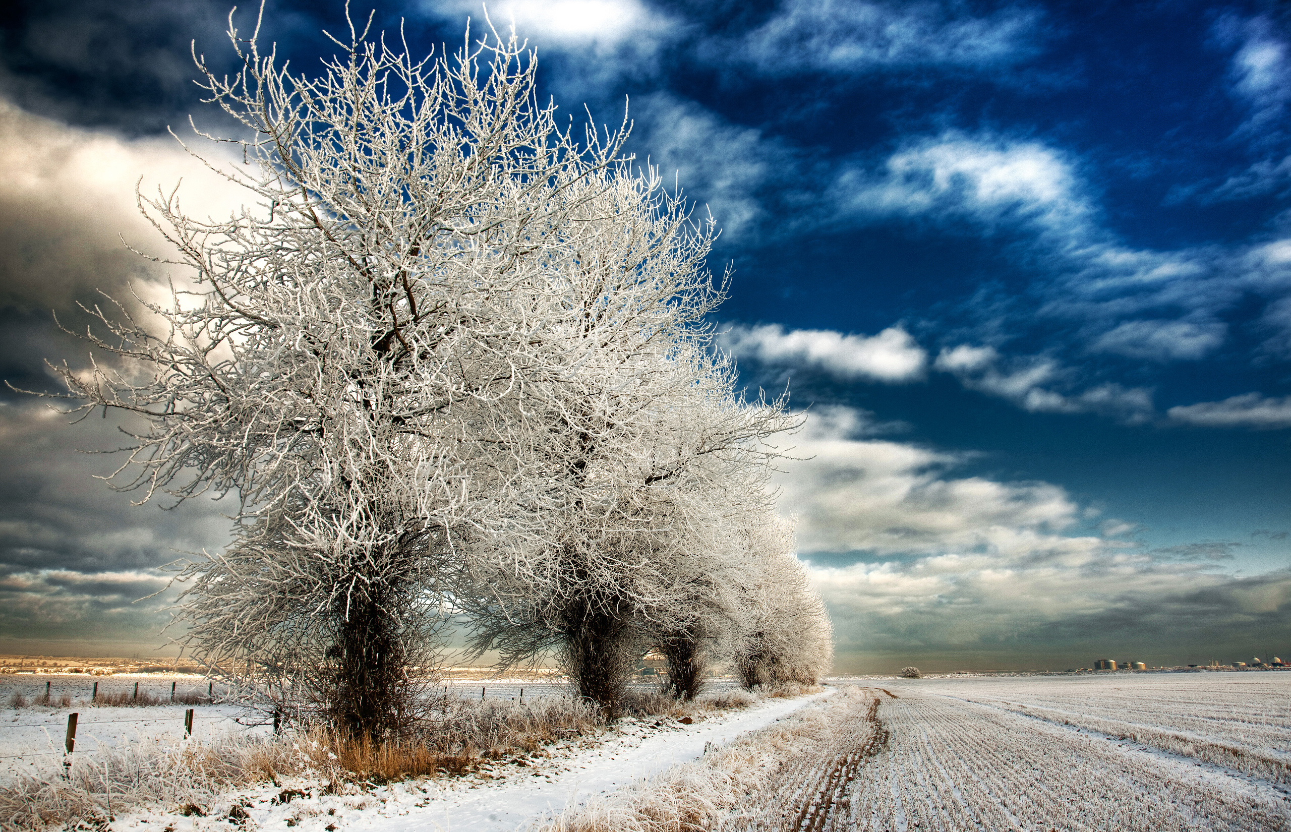 Зима красивые деревья. Деревья в снегу. Зимнее дерево. Заснеженные деревья. Зимний пейзаж деревья.
