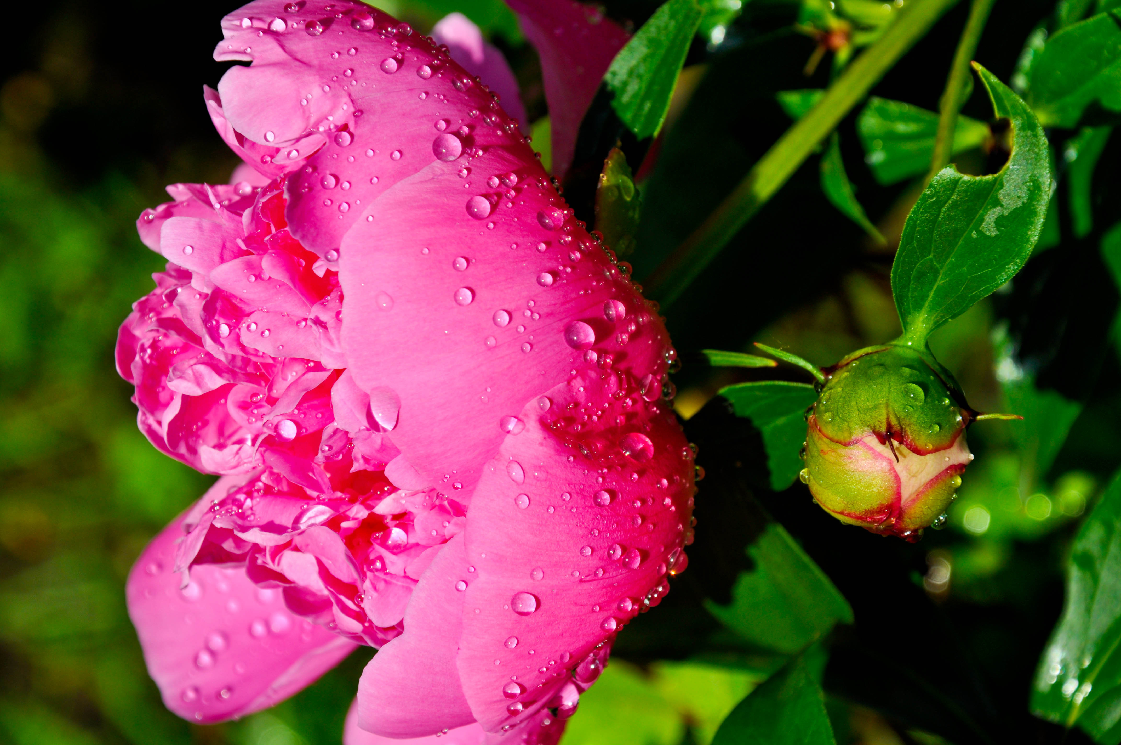 Бесплатные заставки розы на заставку телефона. Розовые цветы. Роса на цветах. Картинки на рабочий стол цветы. Цветы в росе.