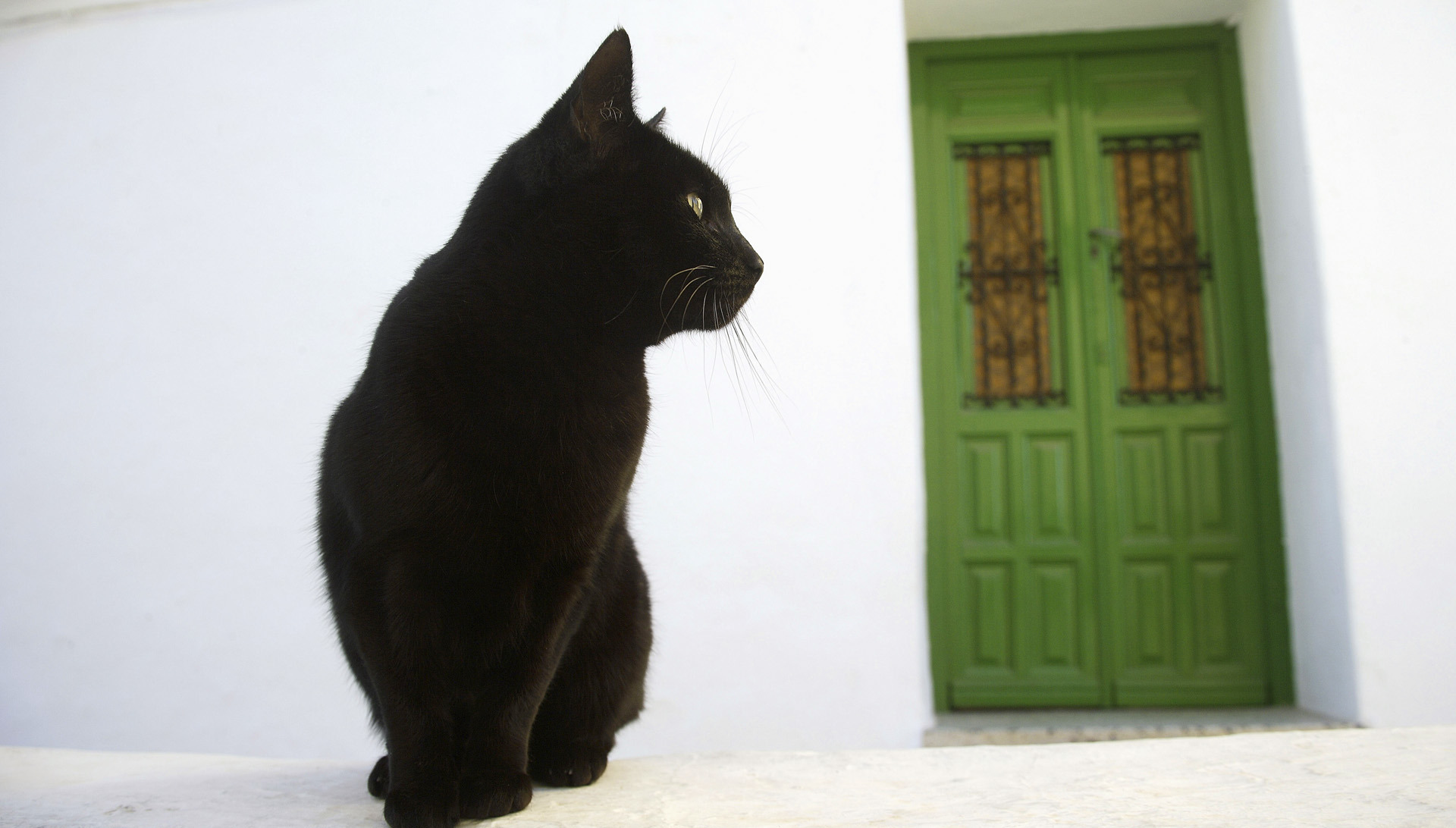 Черная кошка в доме хорошо. Чёрный кот. Дверь для кота. Черный кот и дверь. Черный кот сидит.