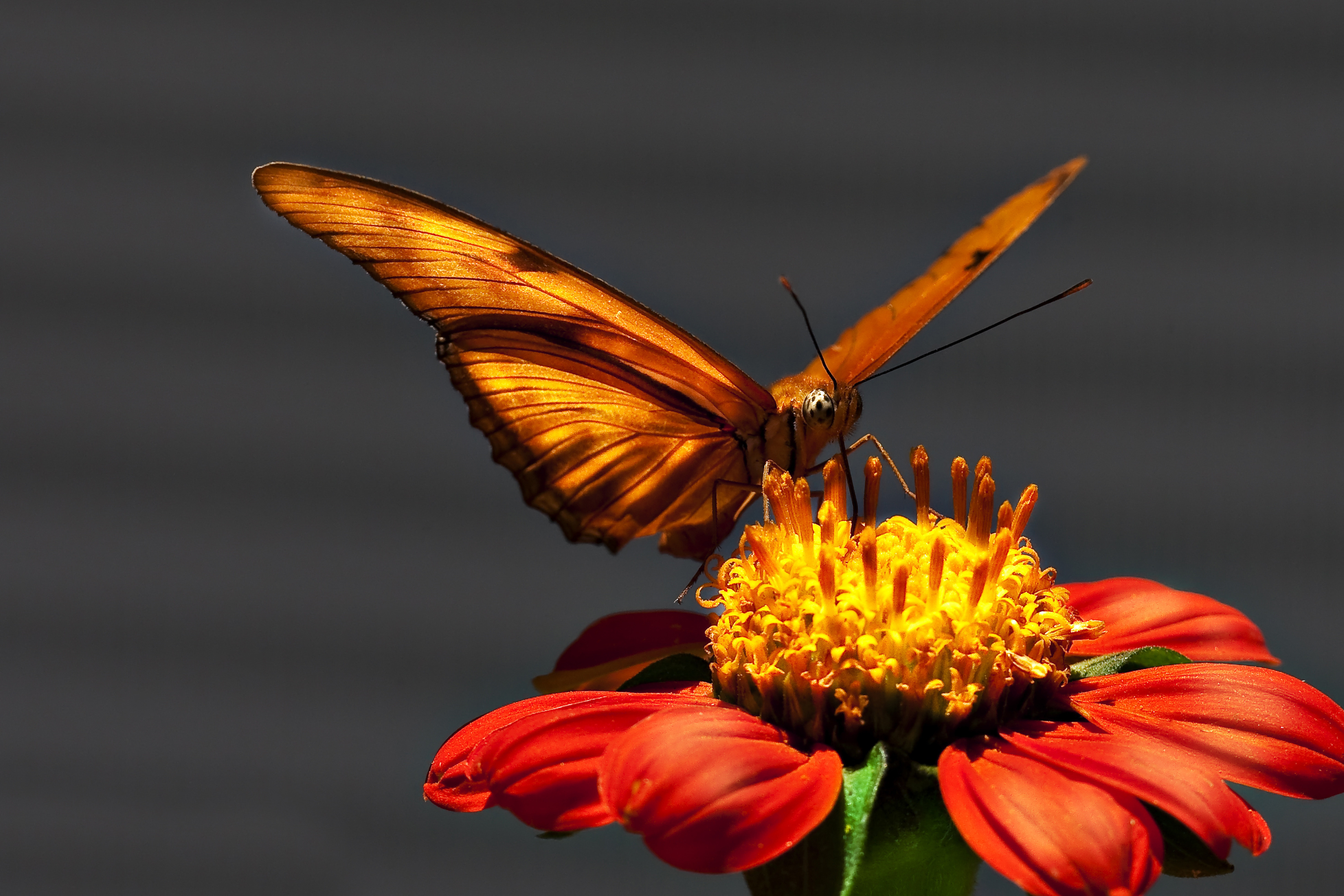 На цветок летит мотылек. Бабочка. Бабочка в полете. Бабочка на цветке. Бабочки летающие цветы.
