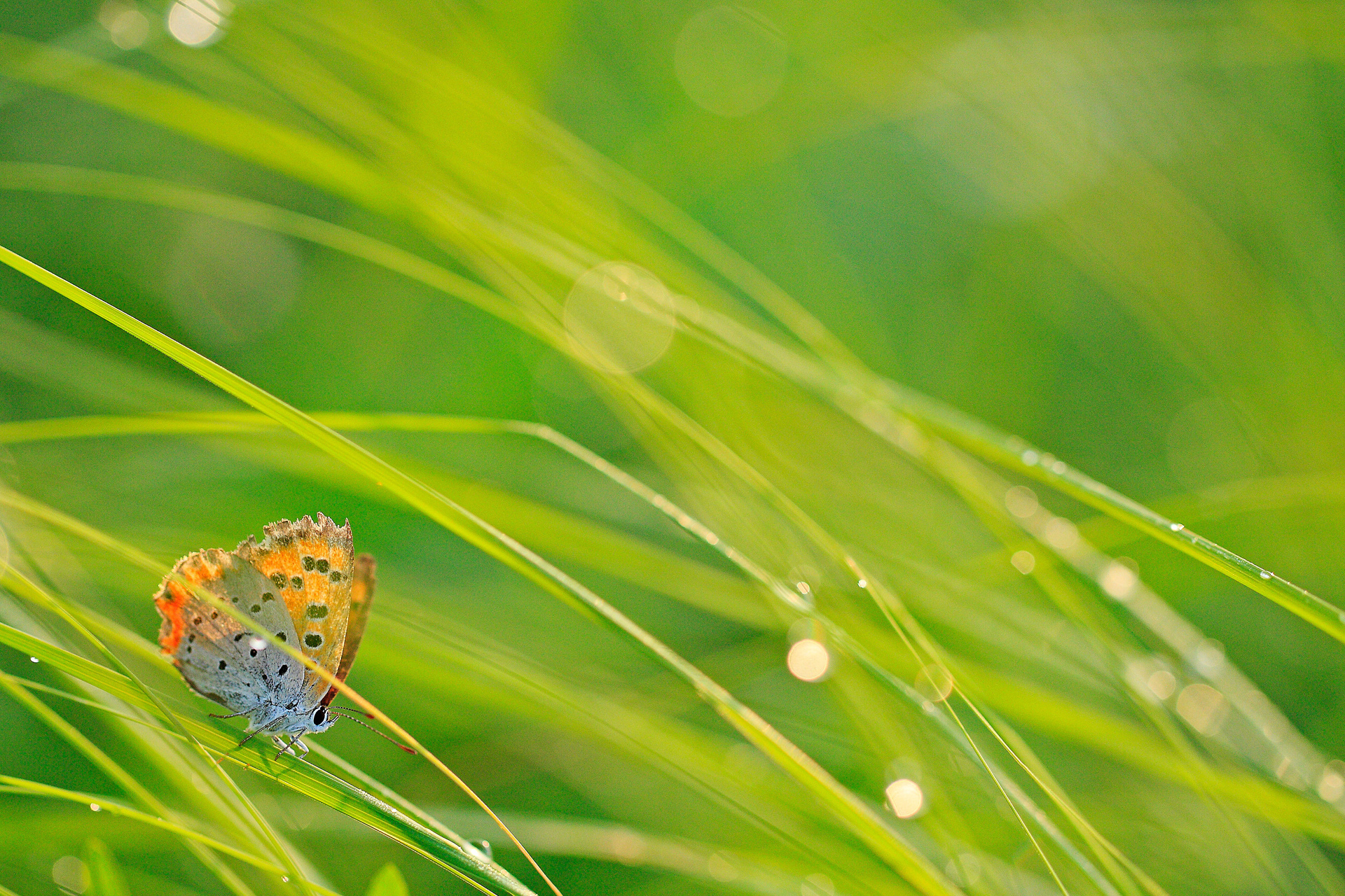 На лету роса. Бабочка Макросъемка. Природа макро. Роса на траве. Картинки на рабочий стол бабочки.