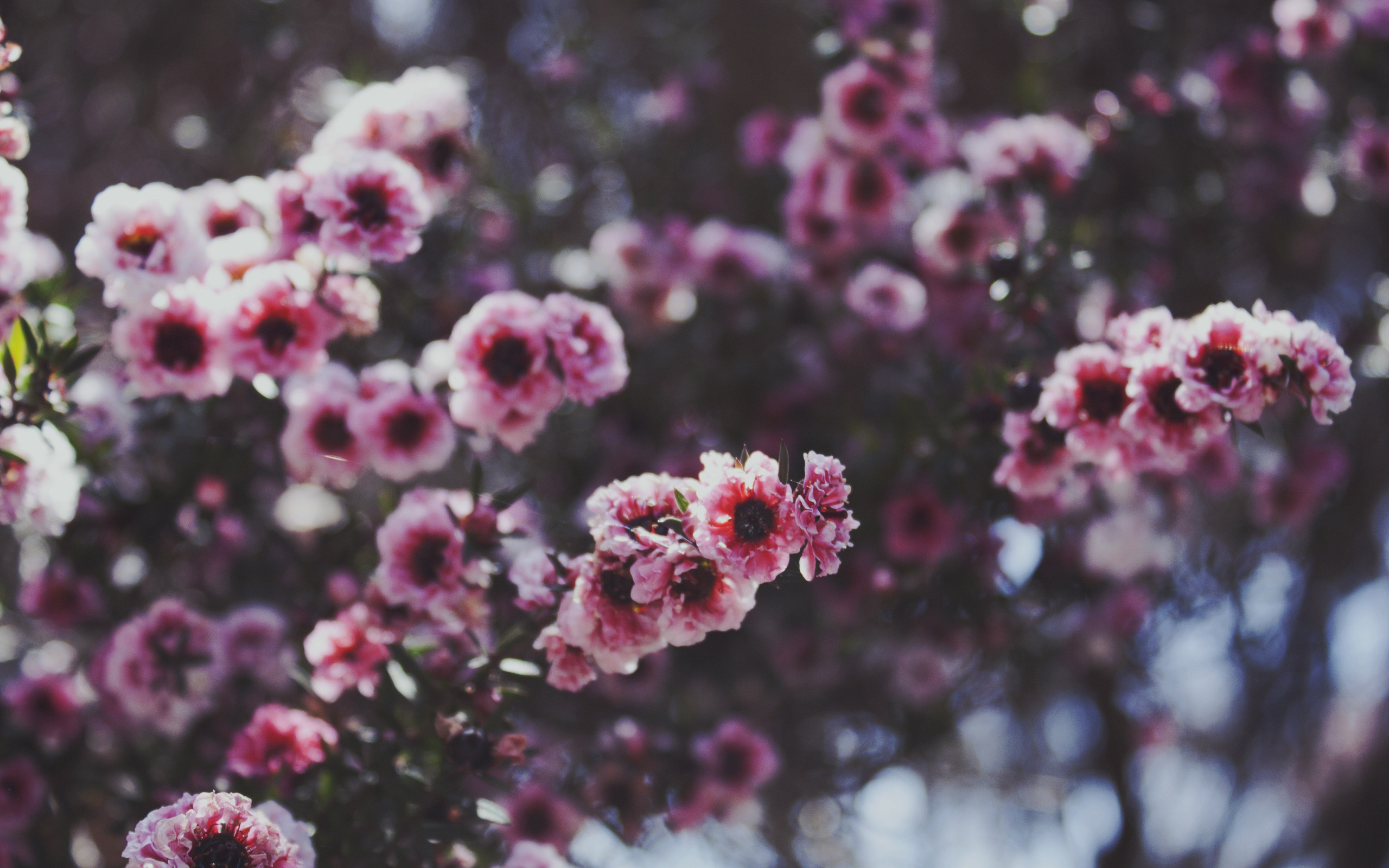 Аск цветов. Лептоспермум autumn Glory. Дерево Манука цветы. Мелкие розовые цветочки. Маленькие цветы.