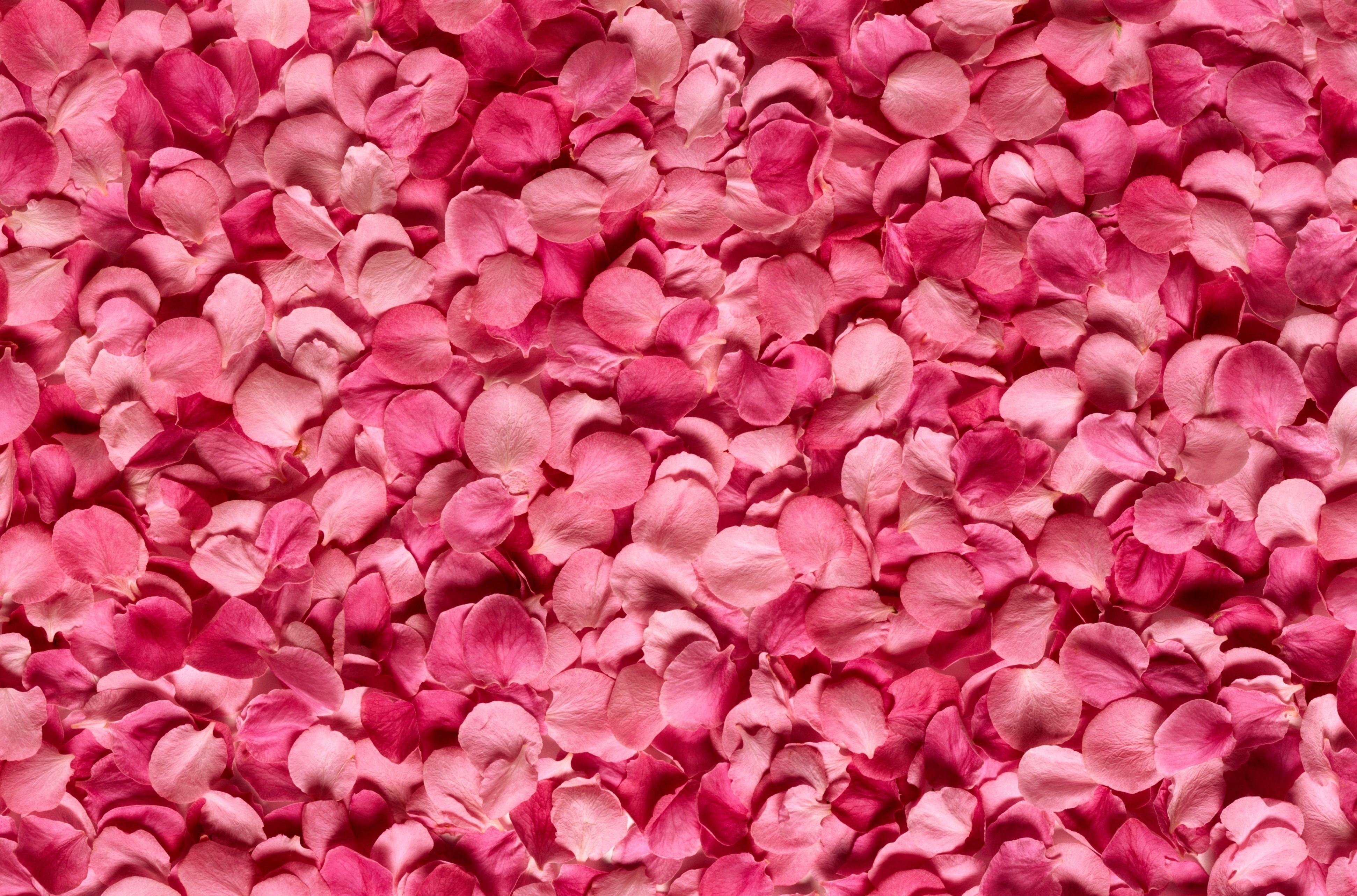 Лепестками розового красного. Лепестки роз. Розовые лепестки. Цветочный фон. Лепесток цветка.