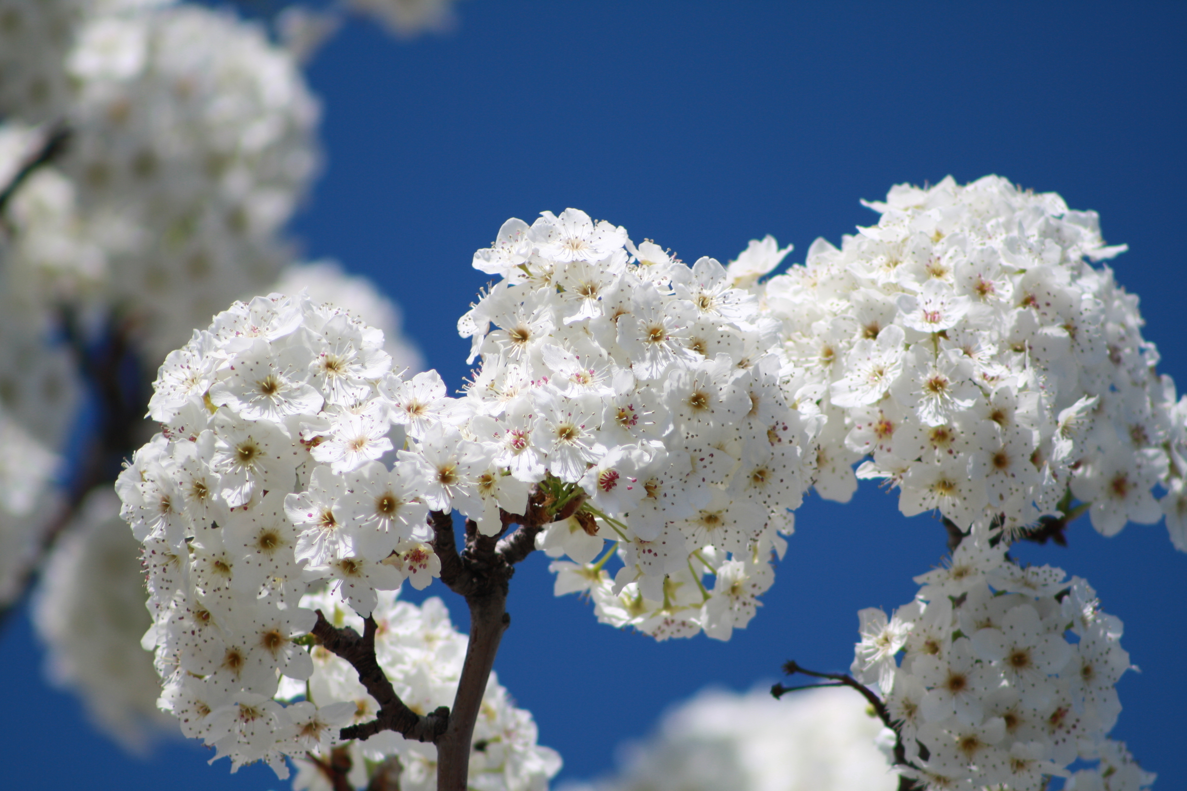 Самые красивые картинки весны. Цветущее дерево. Цветущие деревья весной. Весенние цветы.