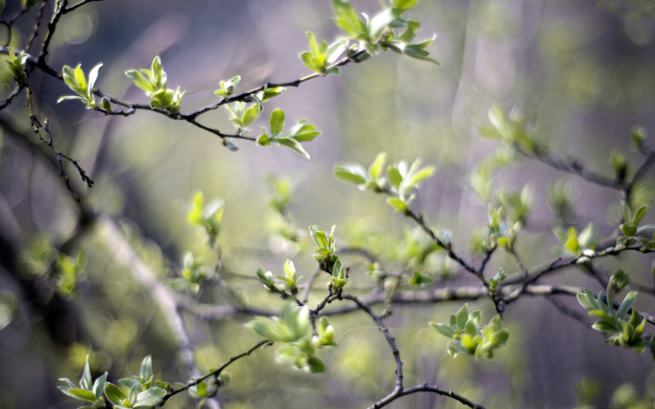 Картинки апрель красивые на телефон. Первые листочки на деревьях. Весеннее Пробуждение природы.