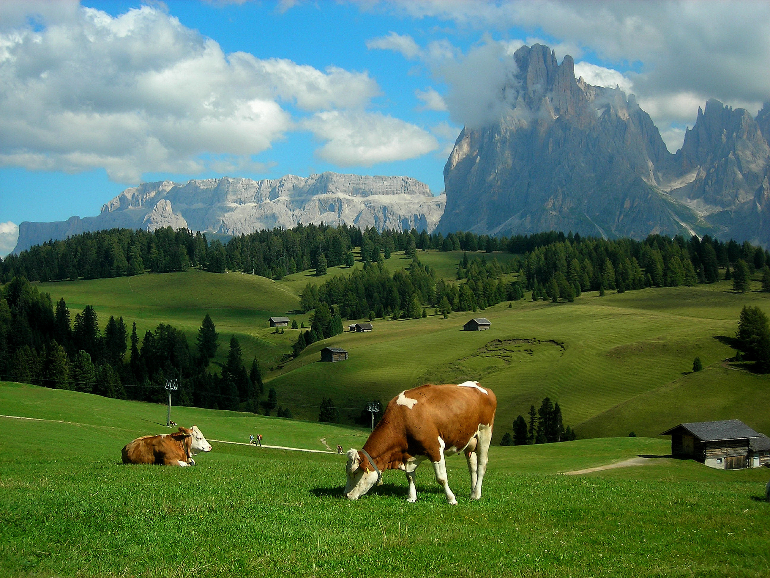 Природа дом животных. Альпийские Луга Швейцария. Альпийские Луга Швейцария Альпийские Луга Швейцария. Альпийские Луга Австрии. Альпийские Луга с коровами Швейцария.