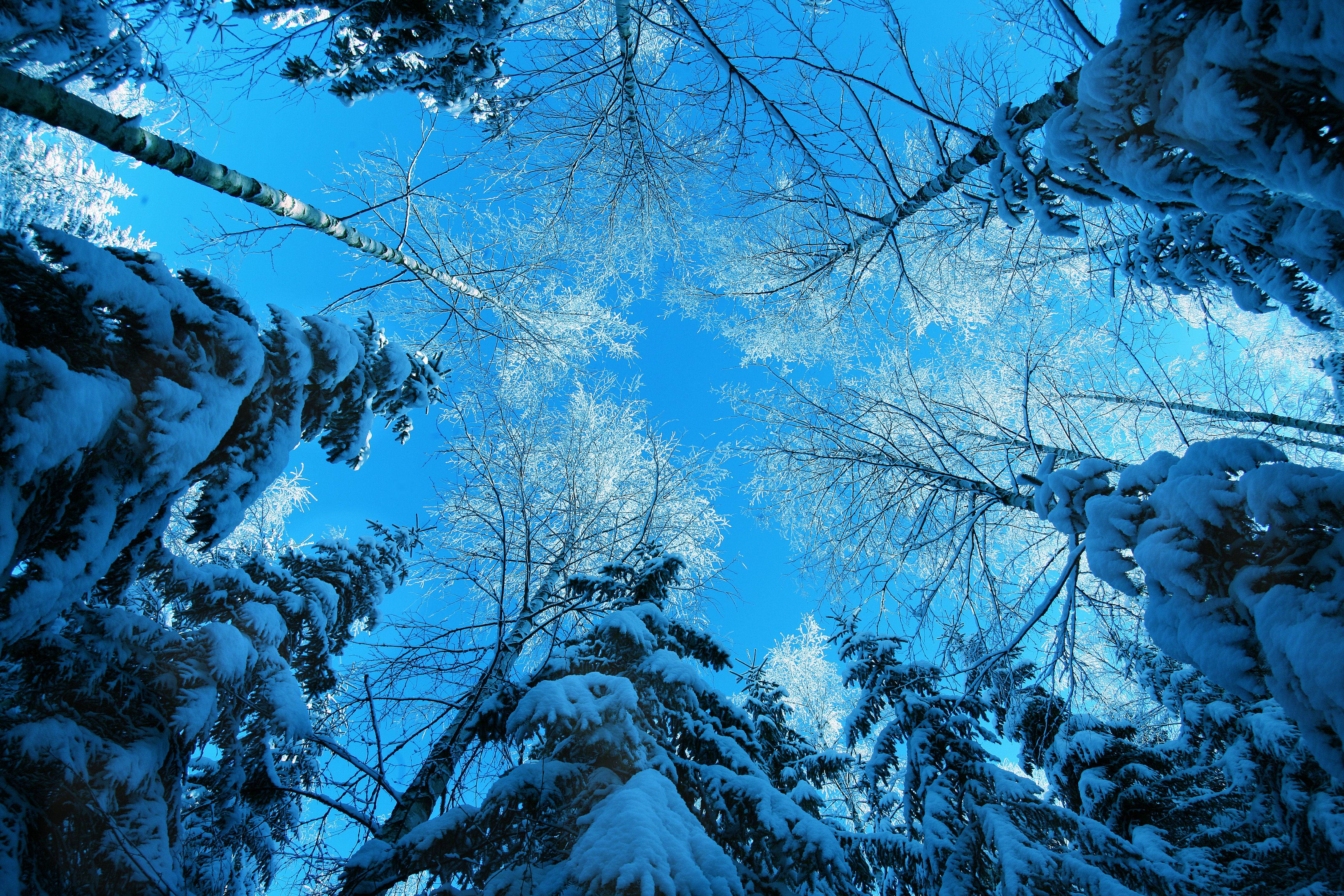 Вид зимы. Зимой в лесу. Красивая зима. Зимний пейзаж. Зимний лес.