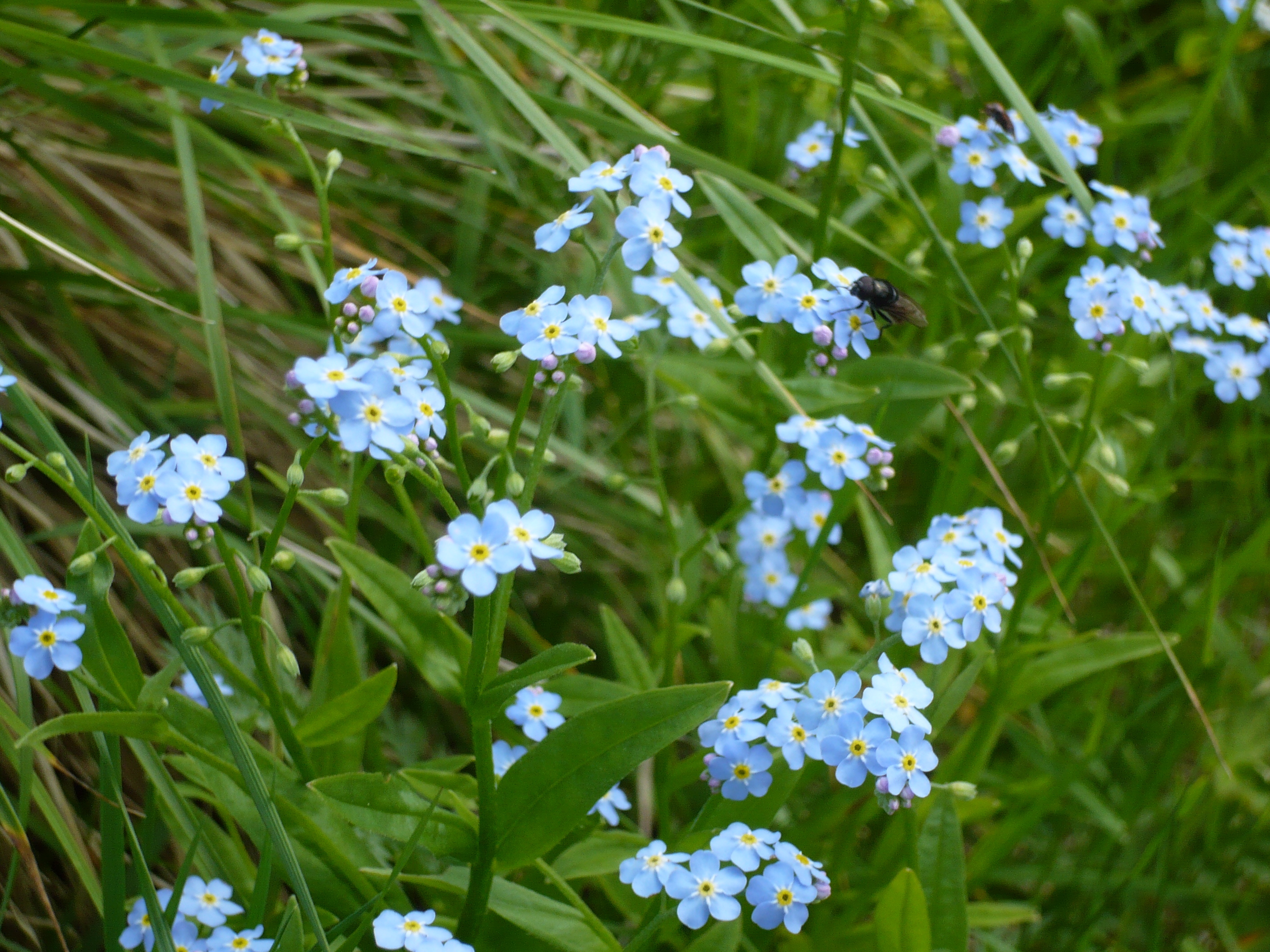 Незабудка ру. Незабудка Полевая (Myosotis arvensis). Незабудка Альпийская Виктори Роуз. Незабудка Полевая (Myosotis arvensis (l.) Hill). Незабудка холмовая.