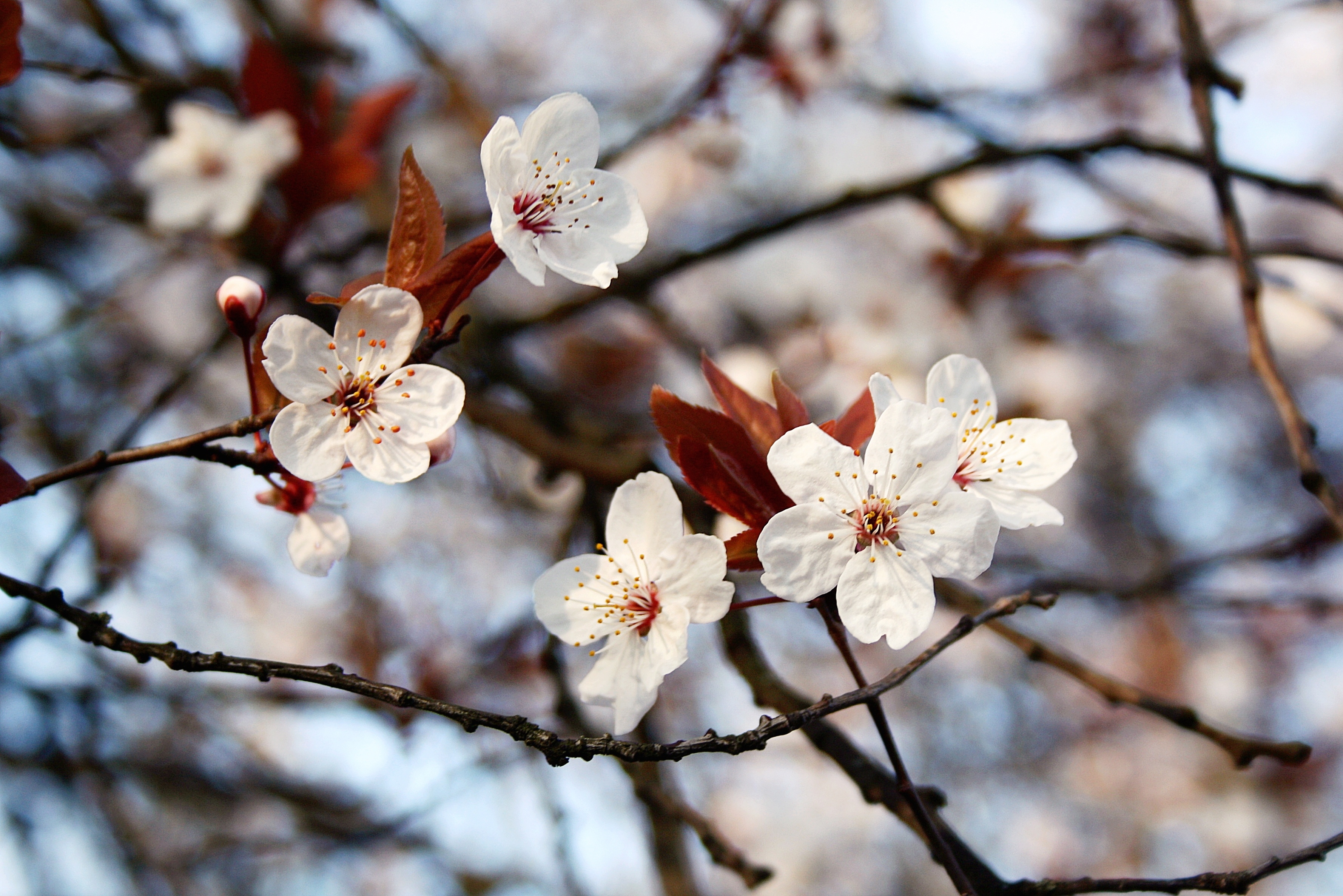 Самые красивые картинки весны. Весенние цветы. Весенние обои на рабочий стол.