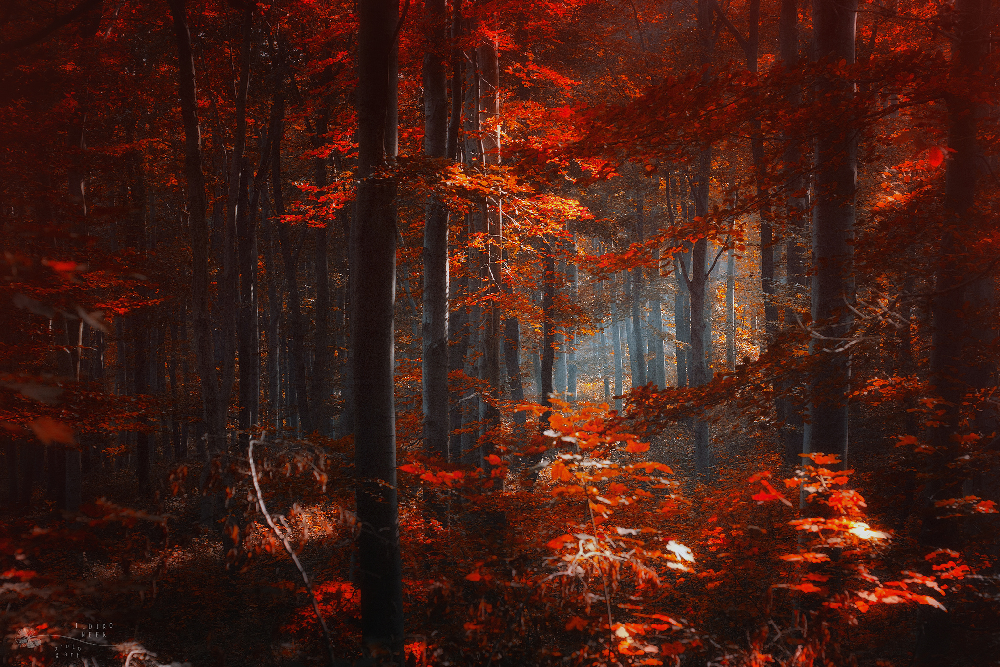 Красные стоки. Осенний лес. Дремучий лес. Лес с красными листьями. Фэнтези лес.