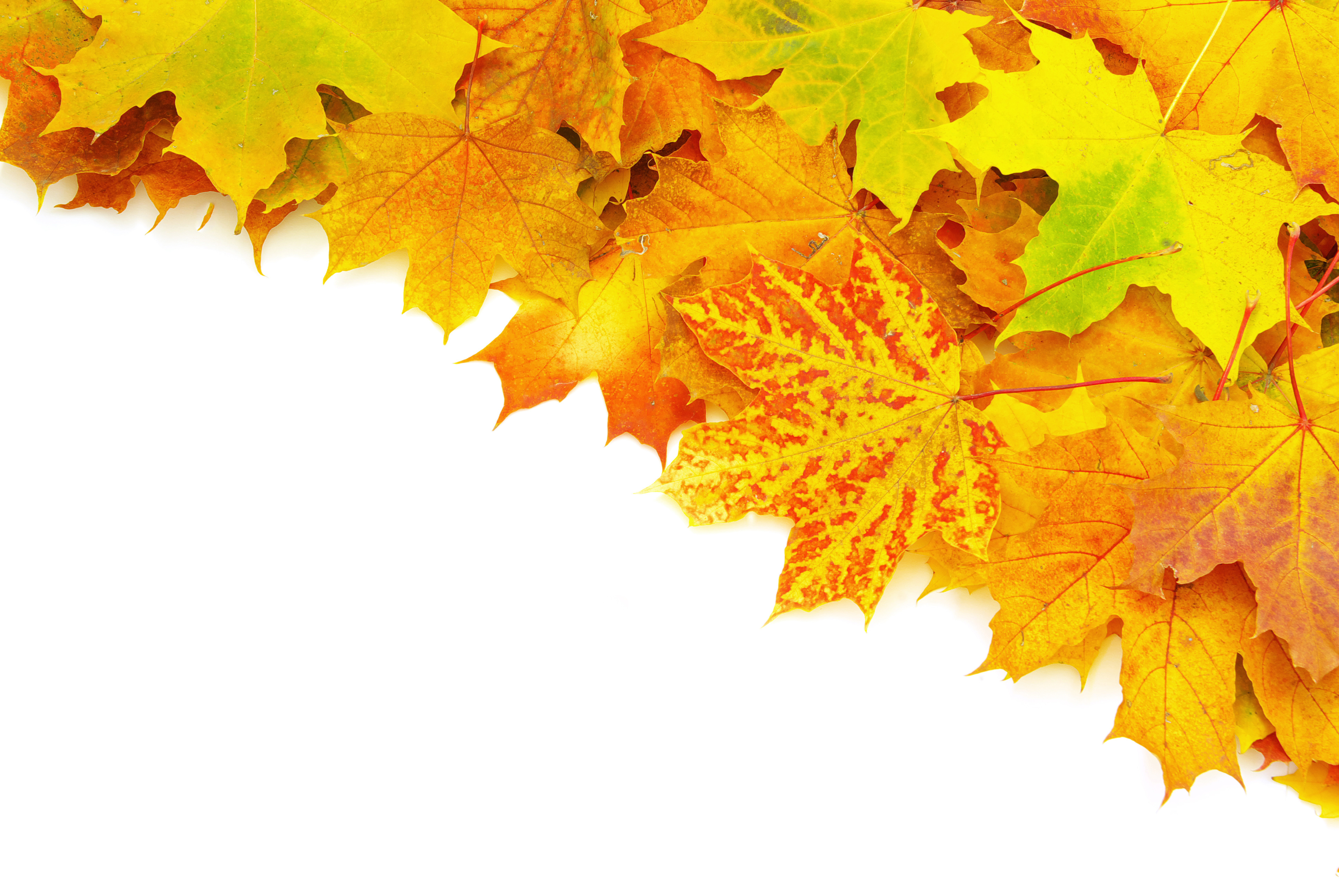 Листья желтые по краям. Осенние листья. Осенние листочки. Осенний Лис. Кленовый лист.
