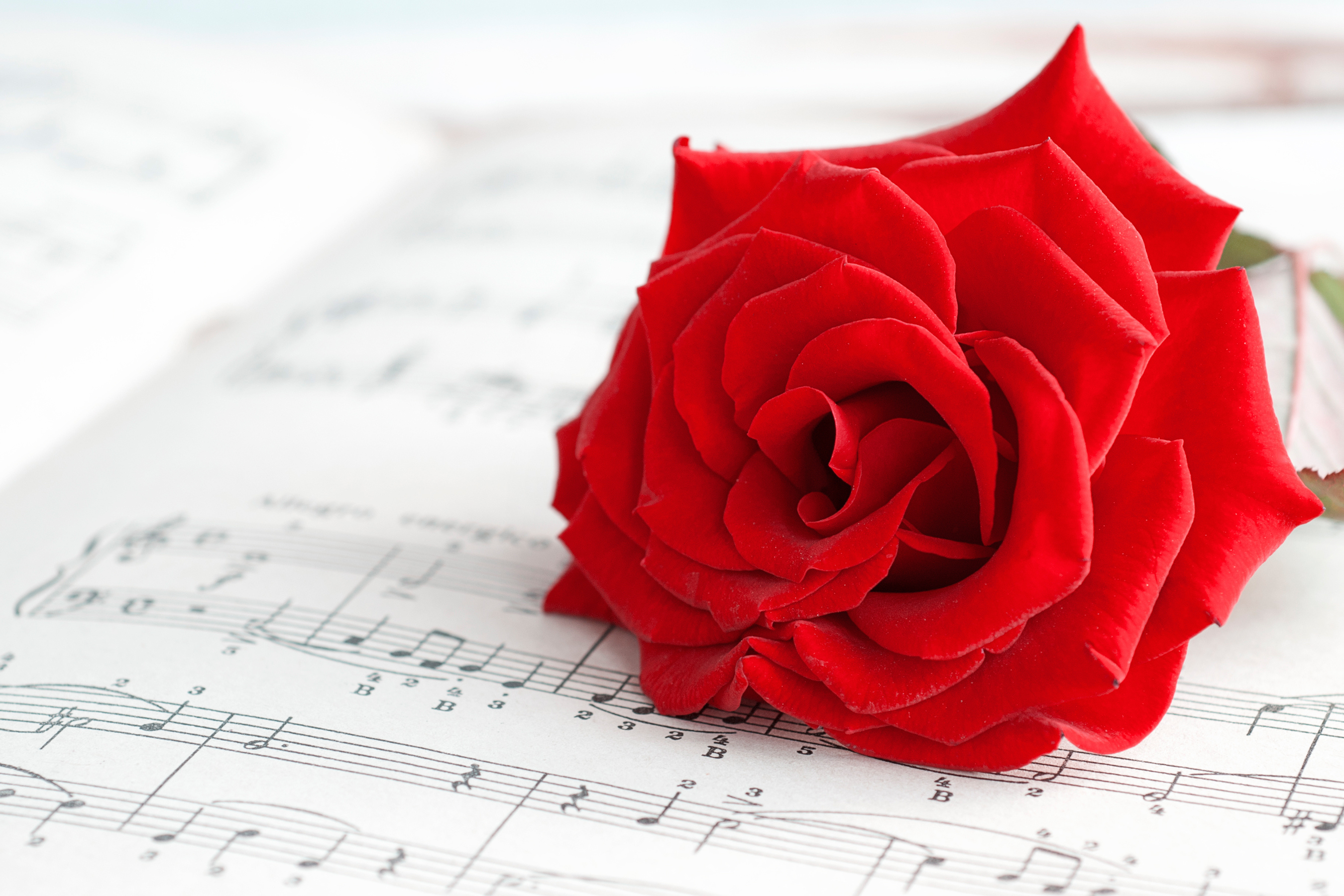 Песни круга красные розы. Розы фон. Красные розы. Ноты и цветы. Красные розы фон.
