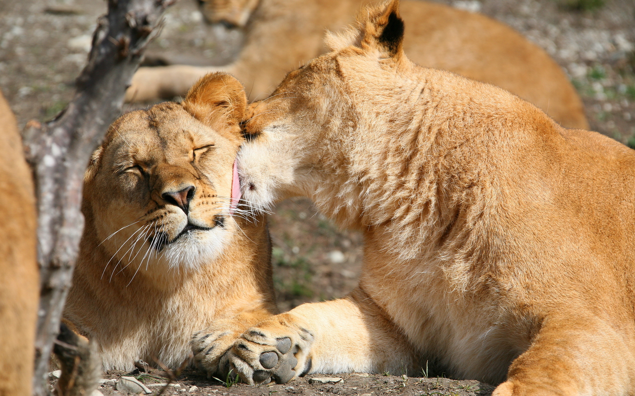 Animal couple. Лев и львица. Лев львица и Львенок. Влюбленные животные. Лев и львица любовь.