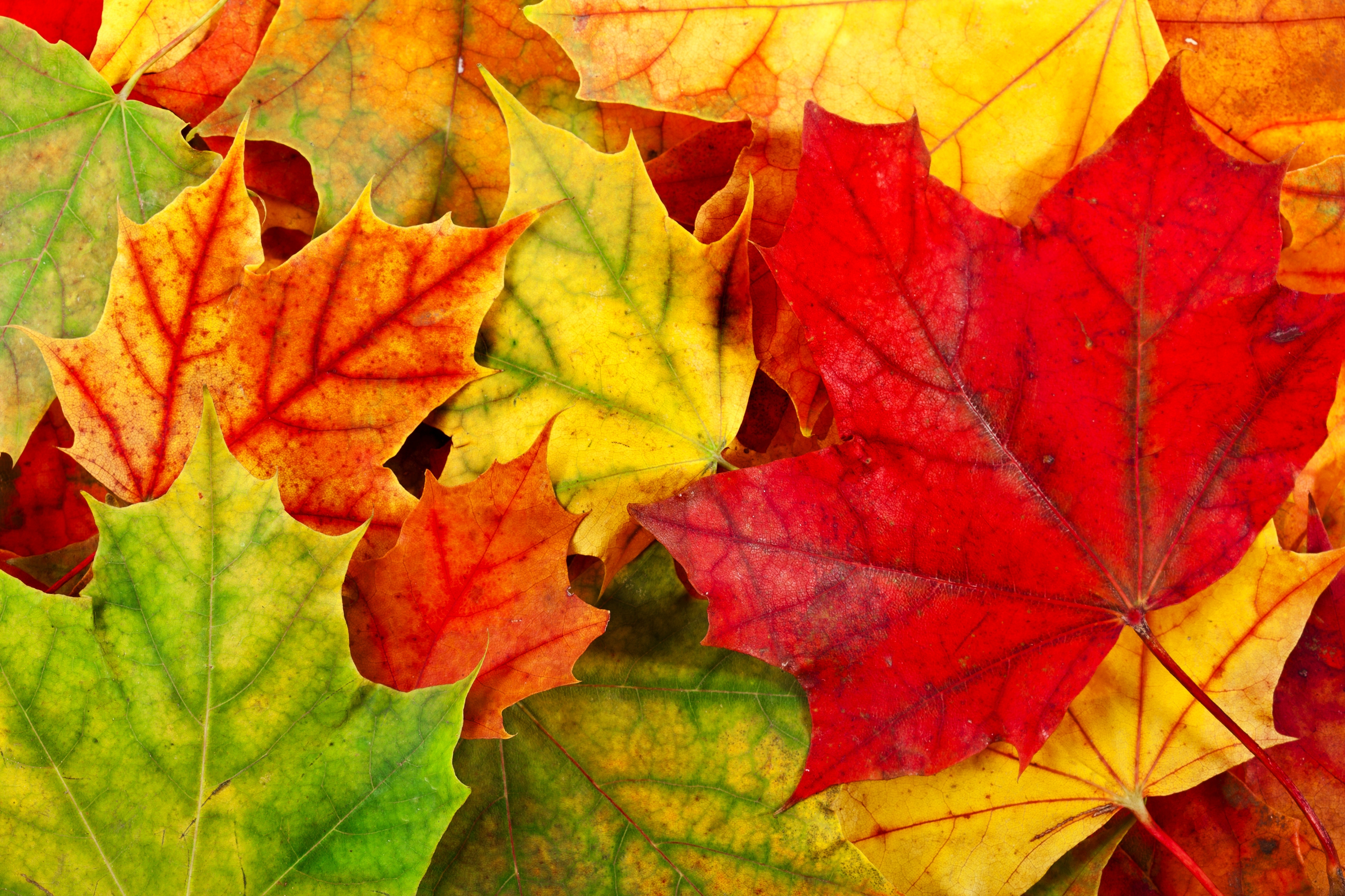 Вот и пришла разноцветная осень. Осенний кленовый лист. Желтый лист. Осень листья. Разноцветные осенние листья.