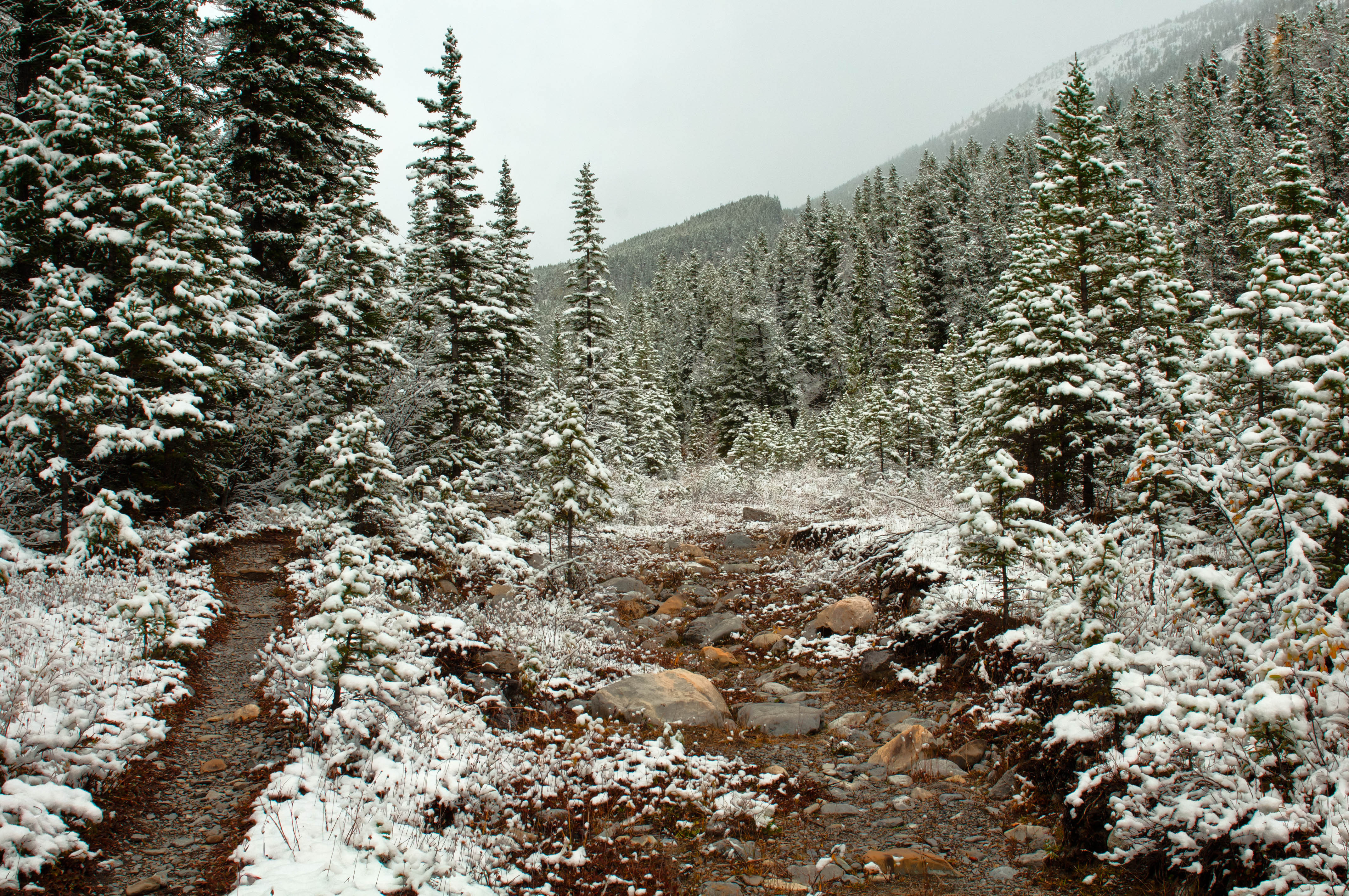 В тайге продолжительная холодная зима. Первый снег. Первый снег в лесу. Лес в снегу. Снегопад в лесу.