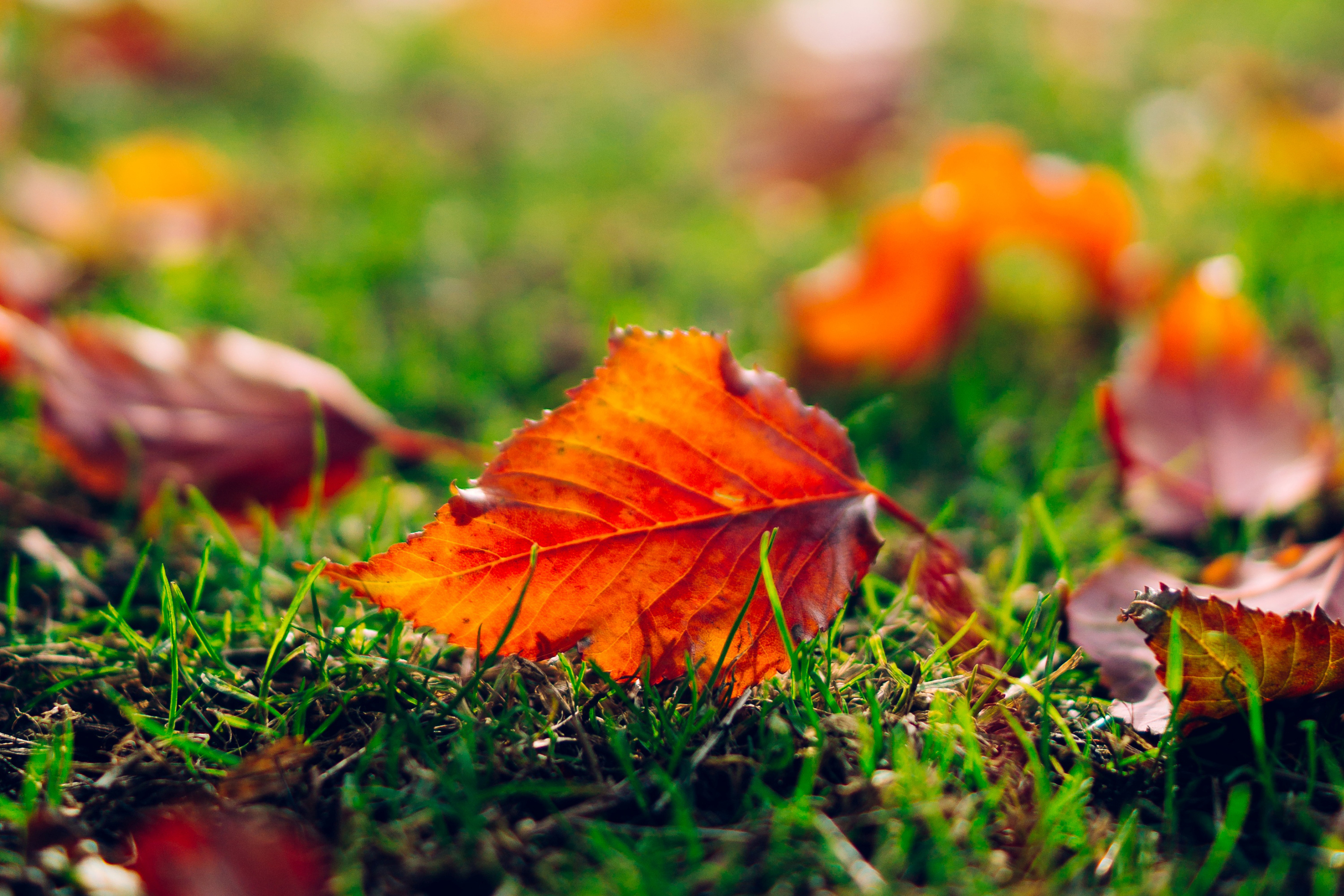 Картинки осени на рабочий. Сентябрь природа. Природа осень. Осень листья. Осень фото.