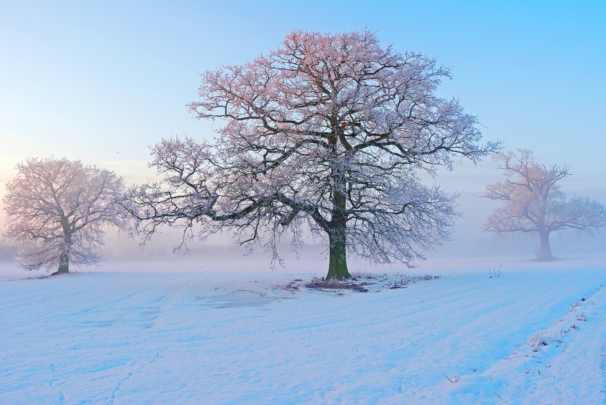 Зима красивые деревья. Деревья в снегу. Зимнее дерево. Иней на деревьях. Красивые деревья зимой.