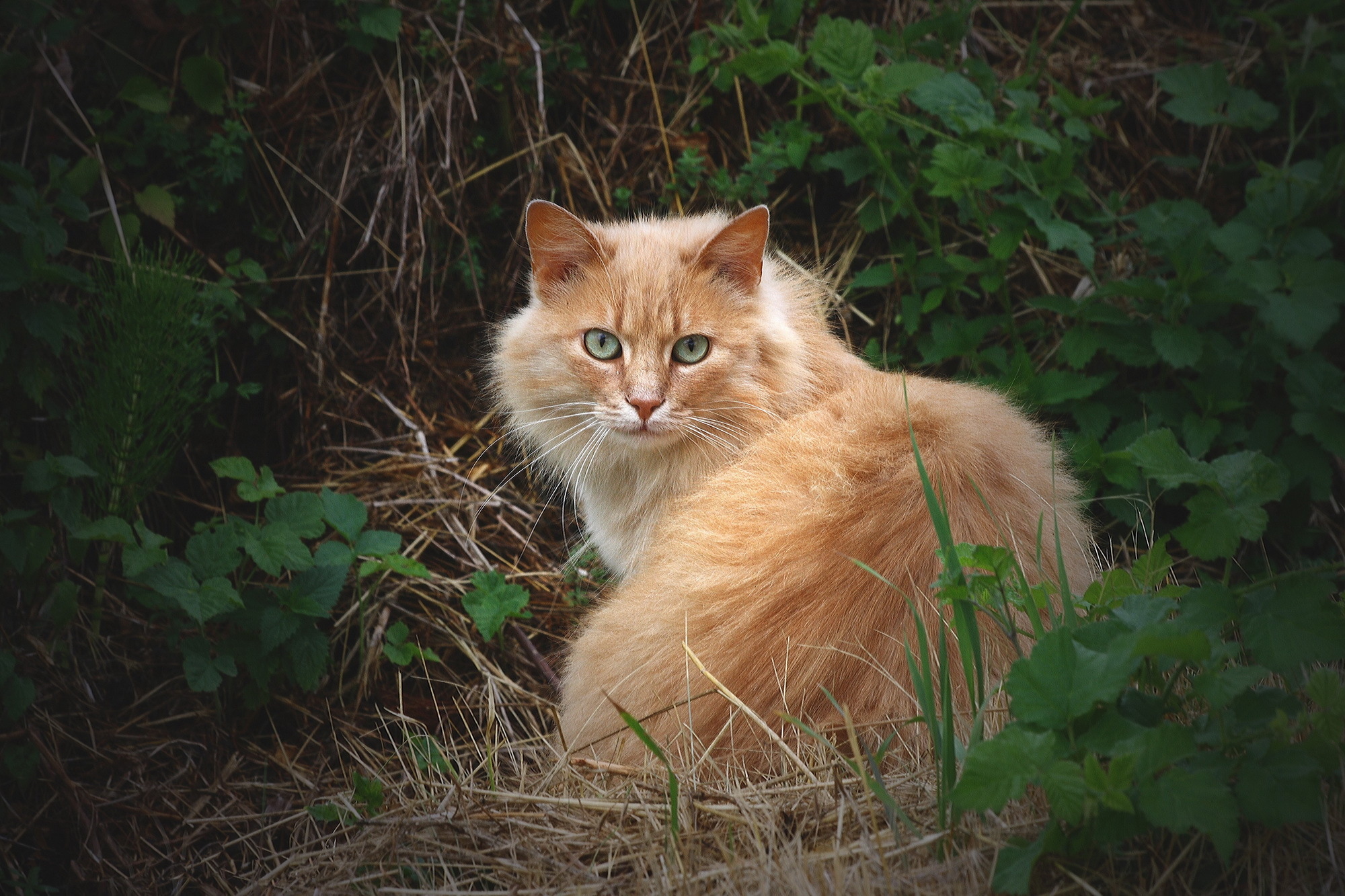 Картинка cat net. Сибирский Лесной кот рыжий. Норвежская длинношерстная Лесная кошка. Сибирская кошка палевая. Европейская длинношерстная кошка рыжая.