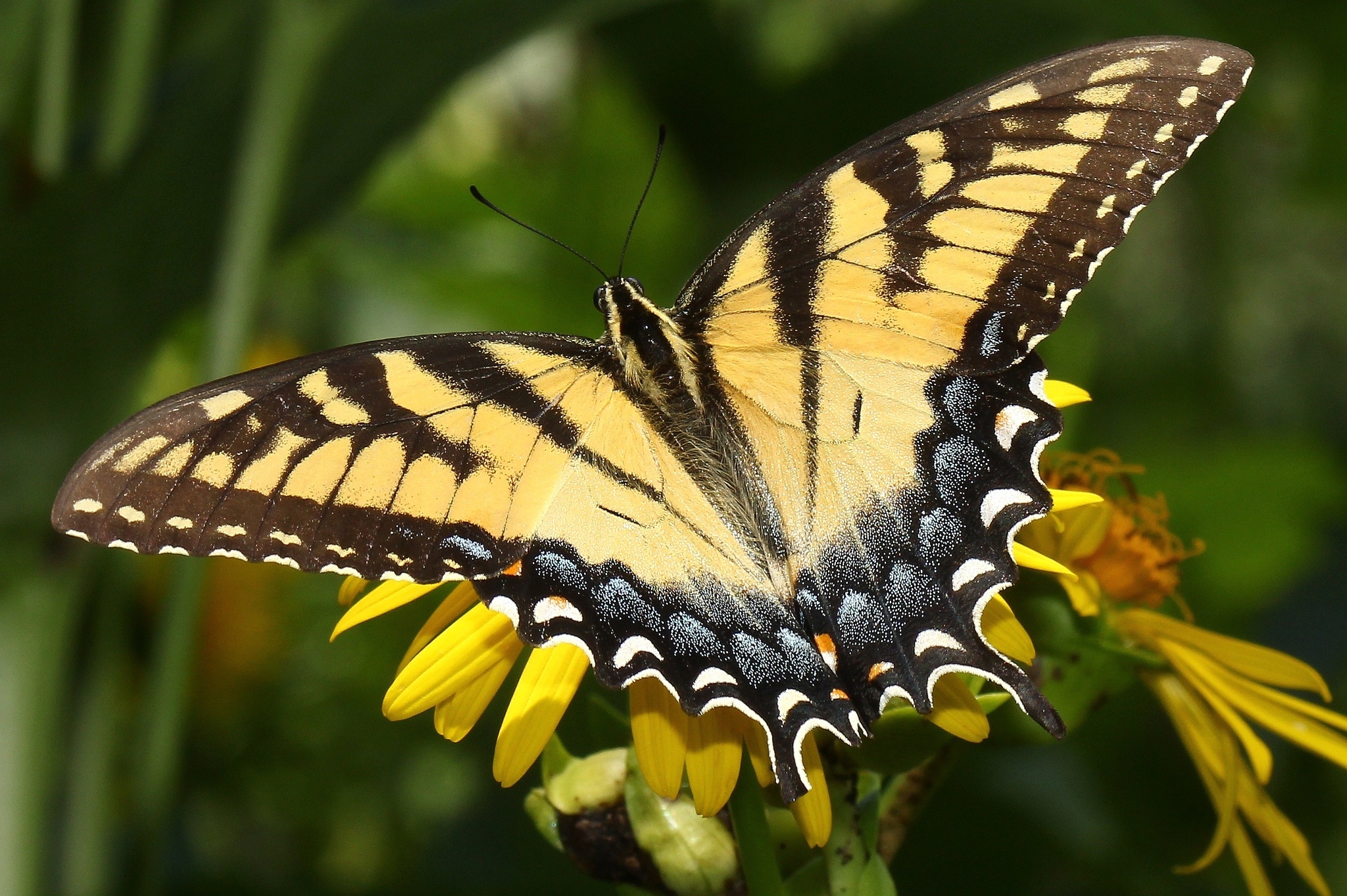 Класс насекомые бабочки. Желтая бабочка Махаон. Махаон бабочка Махаон. Бабочка Махаон Адмирал. Желтая крупная бабочка Махаон.