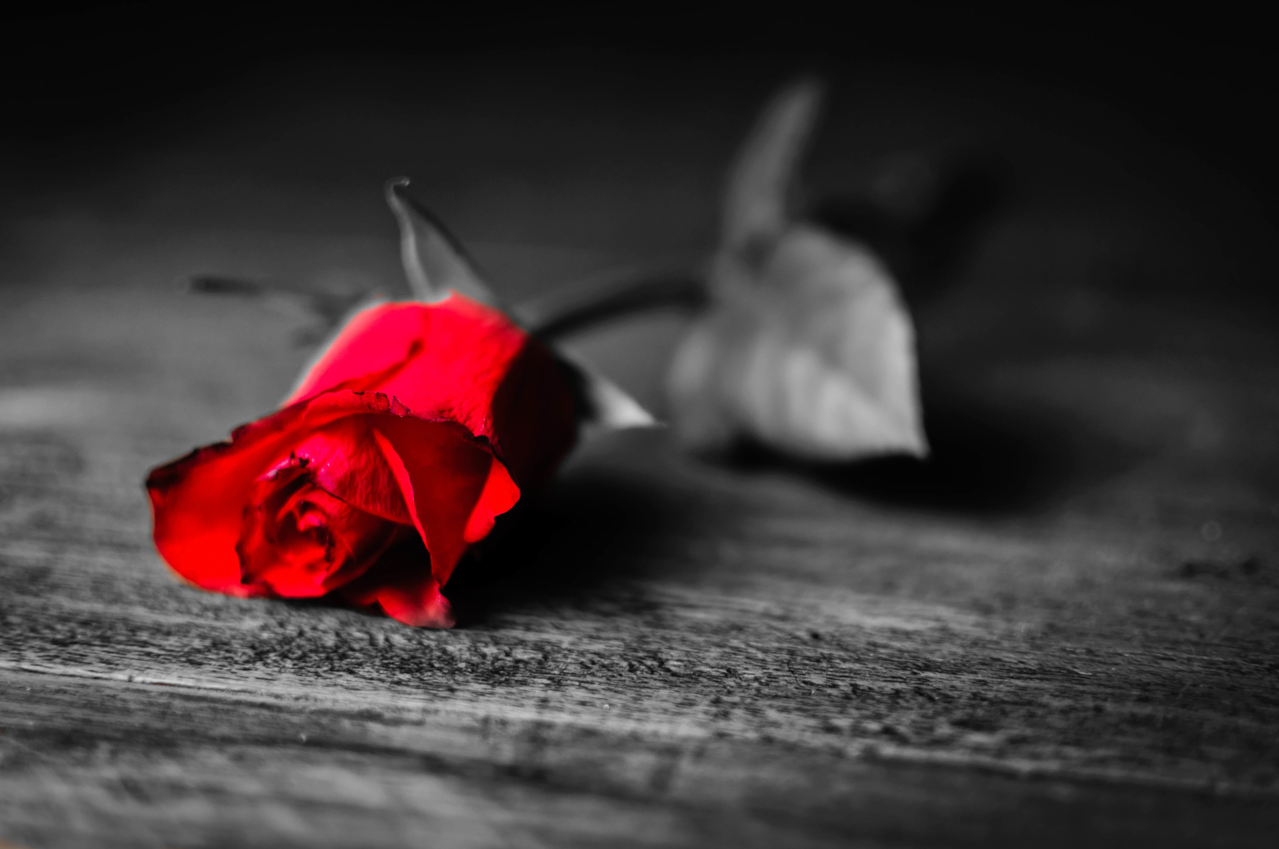 Алый печаль. Красные розы. Печальные цветы.