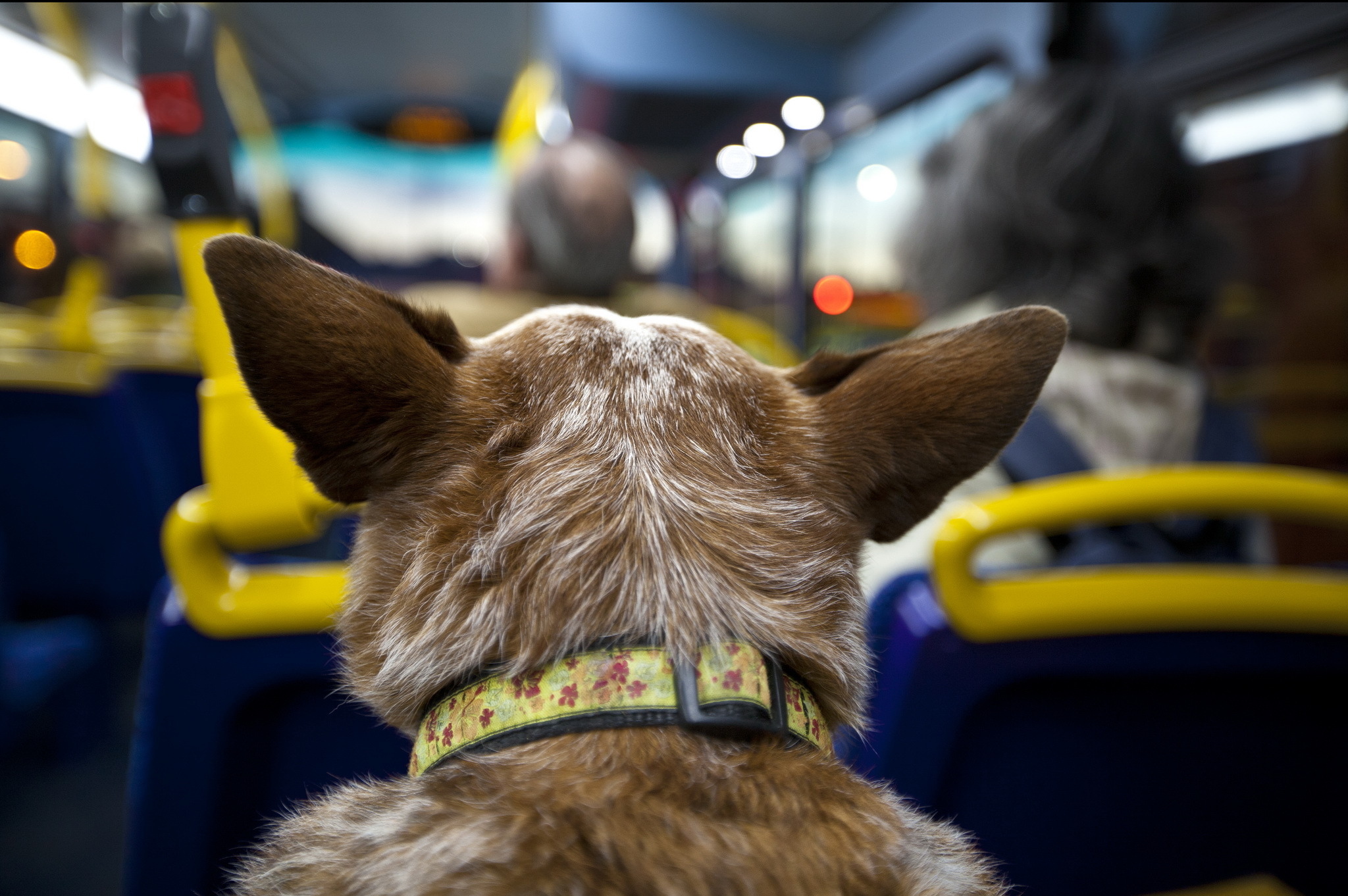 Можно с собакой в автобус. Собака в автобусе. Собака в трамвае. Собака в маршрутке. Собака транспорт.
