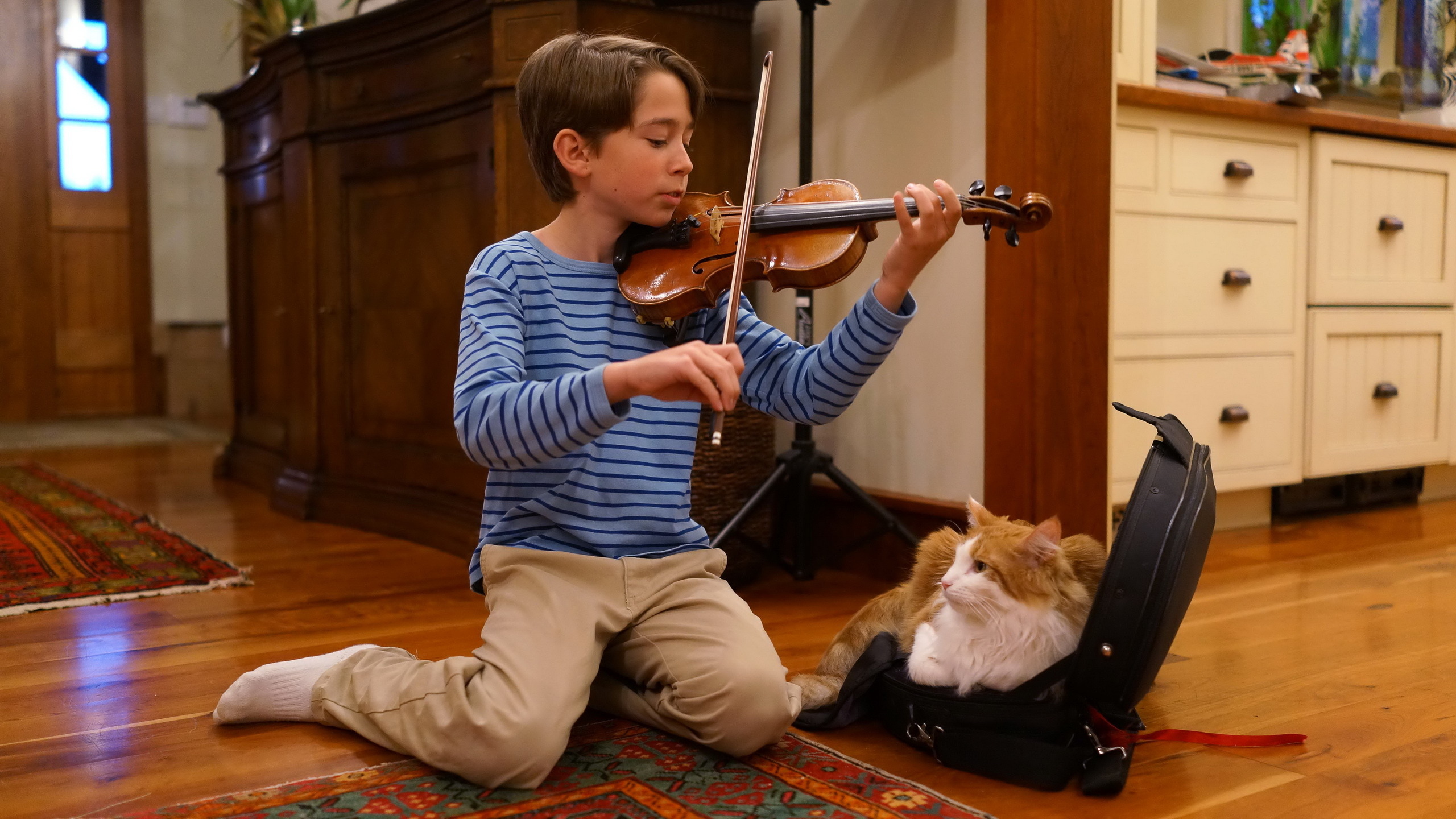 Песня веселая кошка. Люди играющие на музыкальных инструментах. Игра на музыкальных инструментах. Музыкальные инструменты для детей. Дети играющие на скрипке.