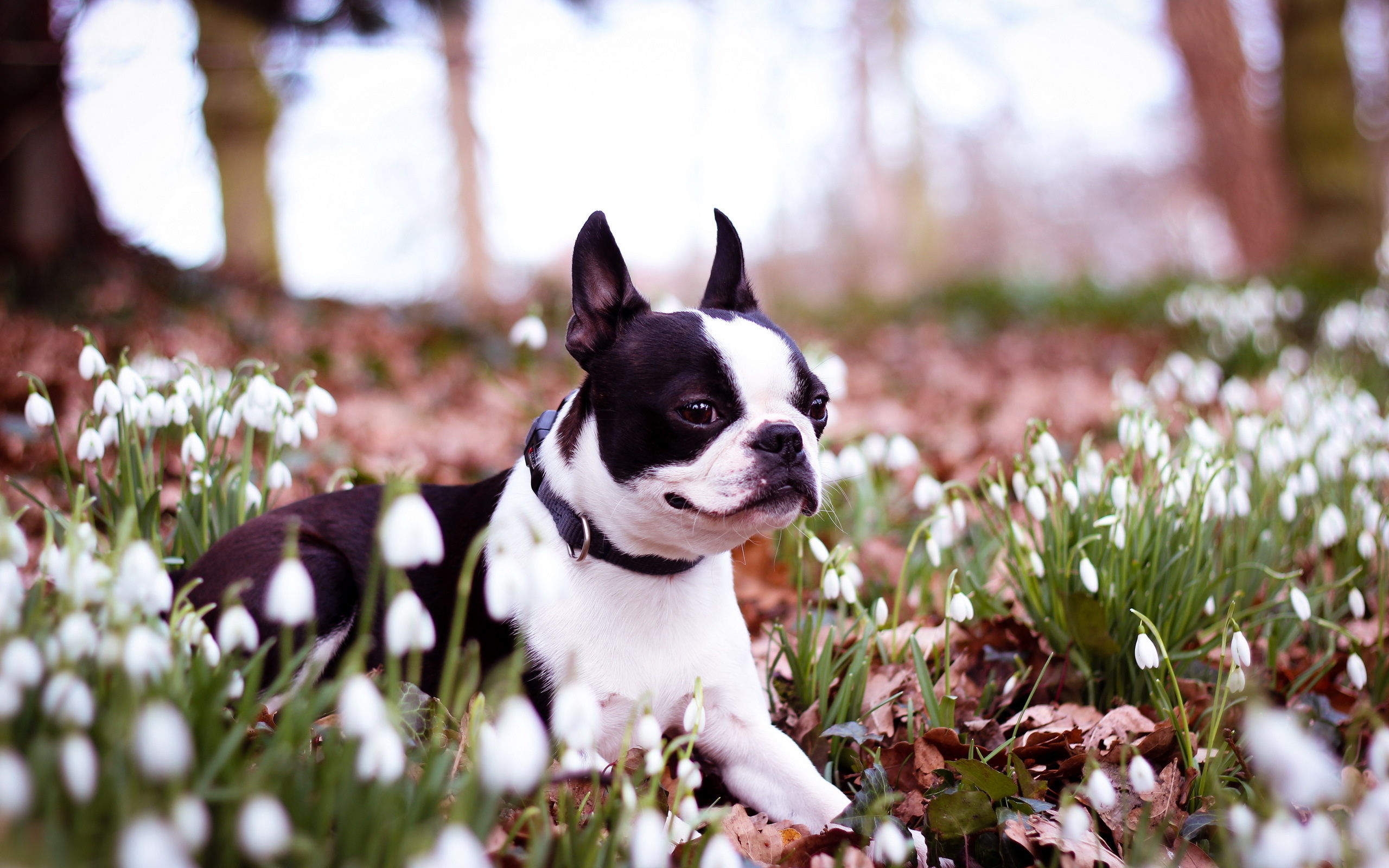 Собаки весной картинки. Собака весной.