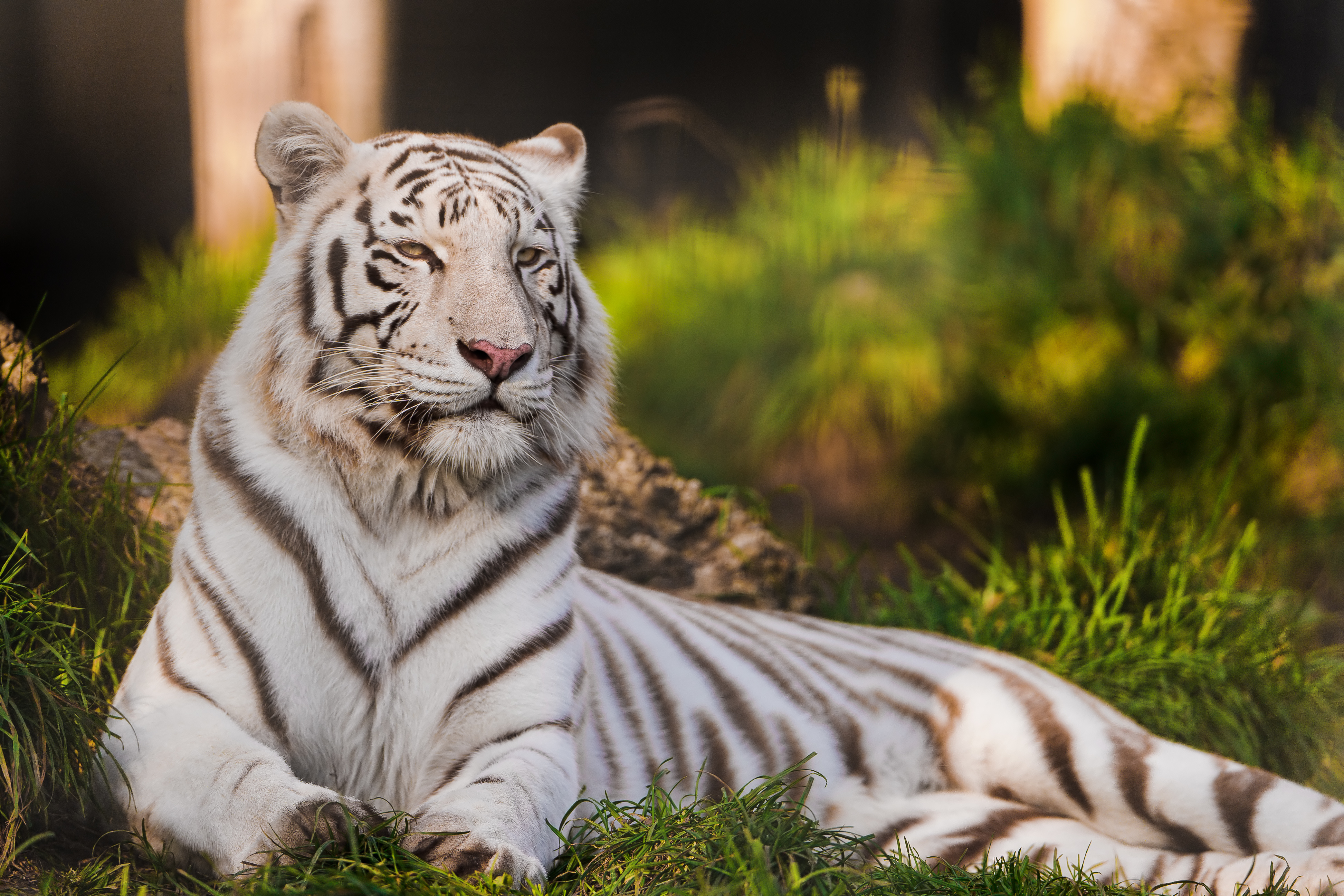Обои тигры на рабочий. Бенгальский тигр. Амурский тигр белый. Бенгальский тигр 1959. Красивый тигр.