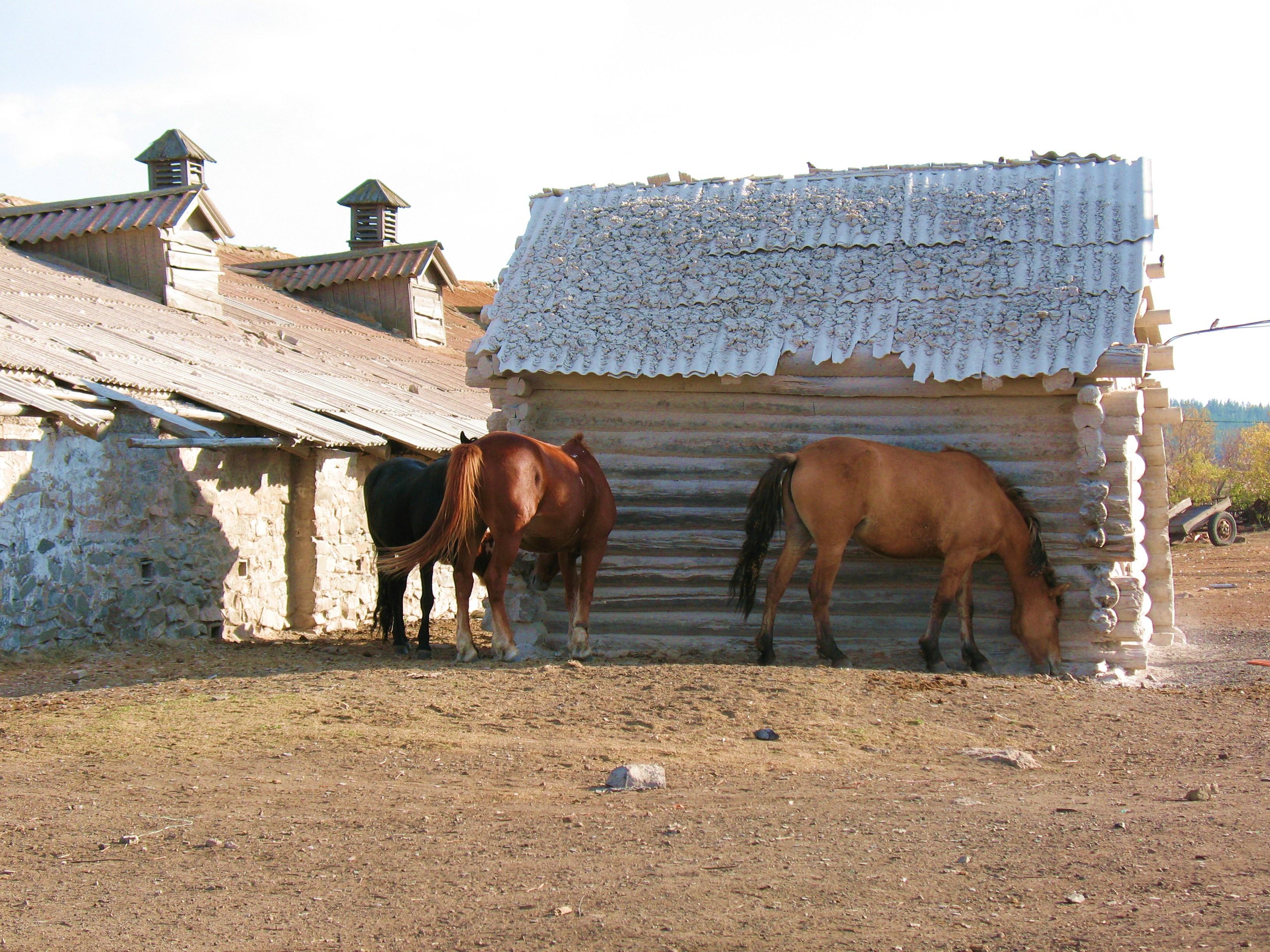 Село лошадка